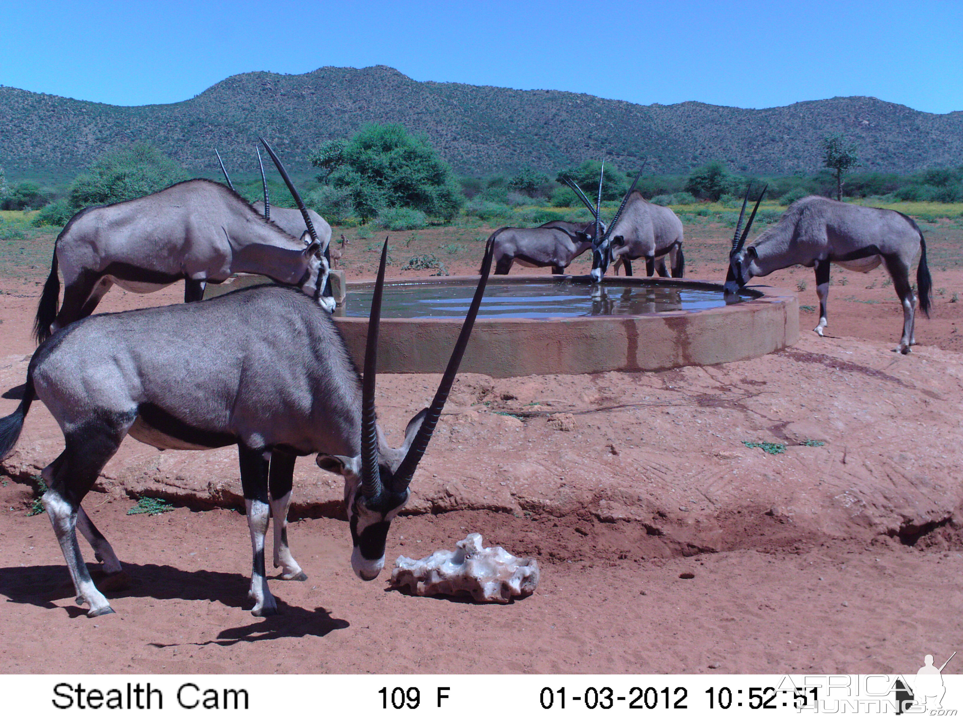 Trail Camera Namibia