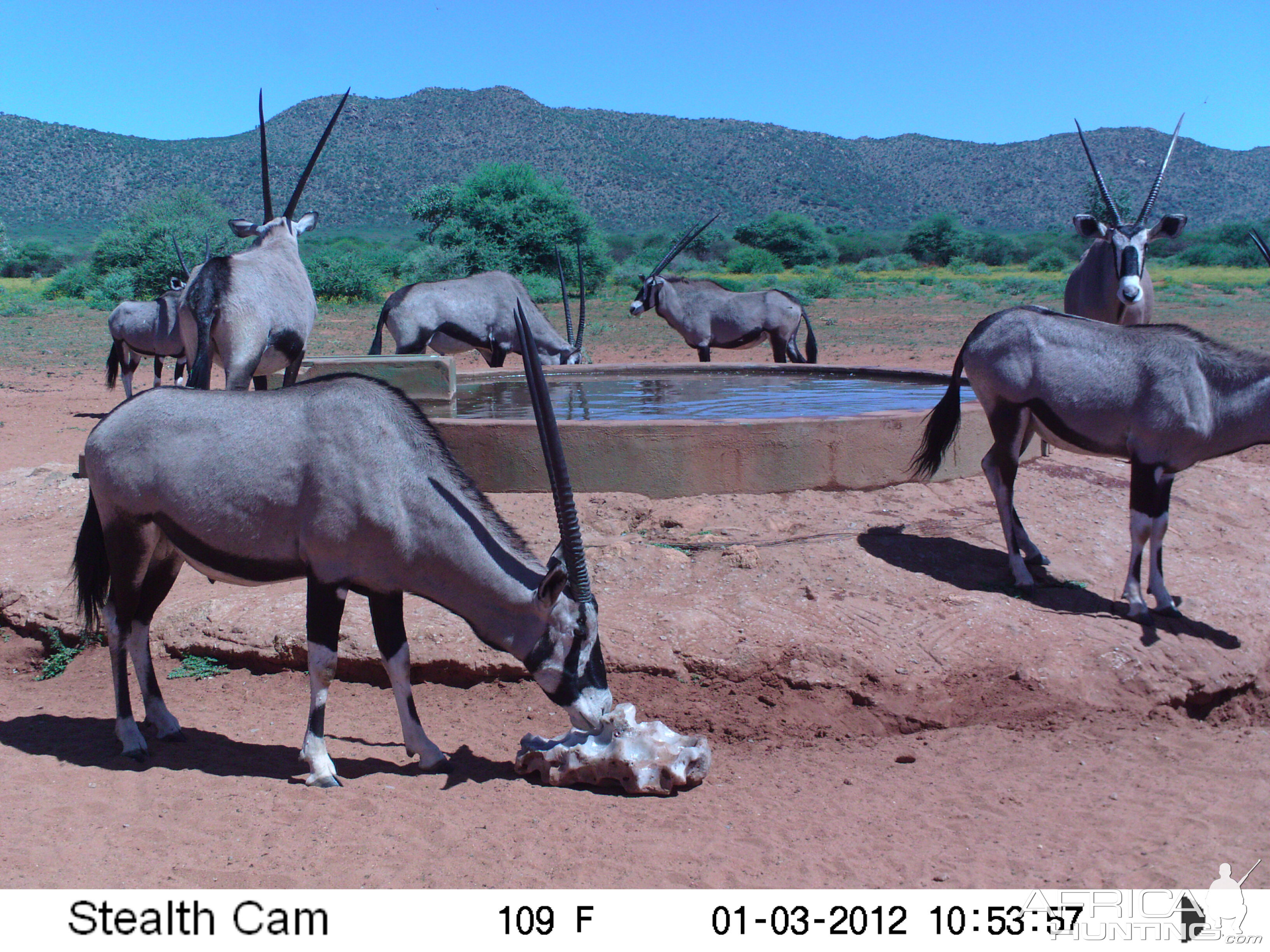 Trail Camera Namibia