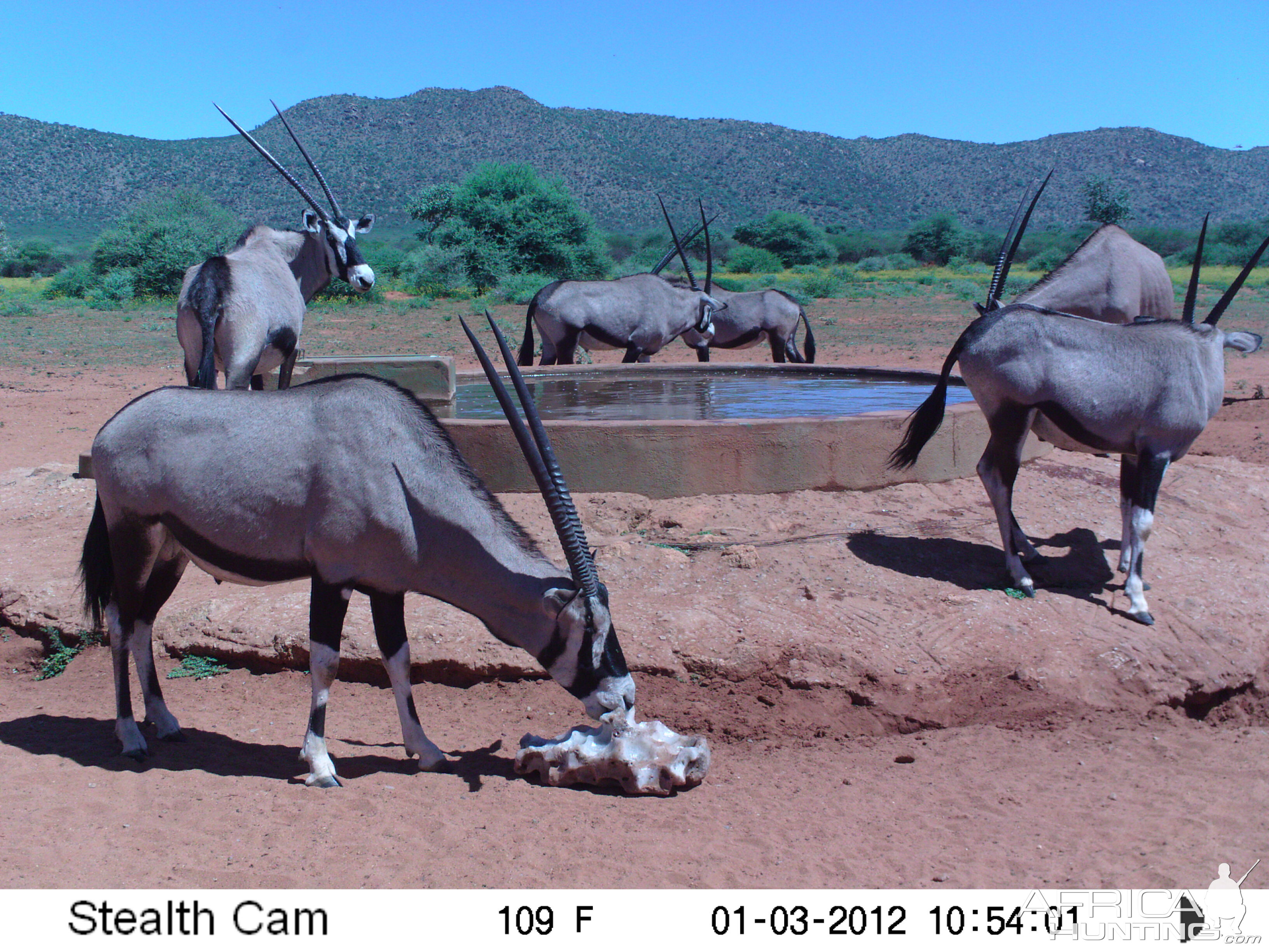 Trail Camera Namibia