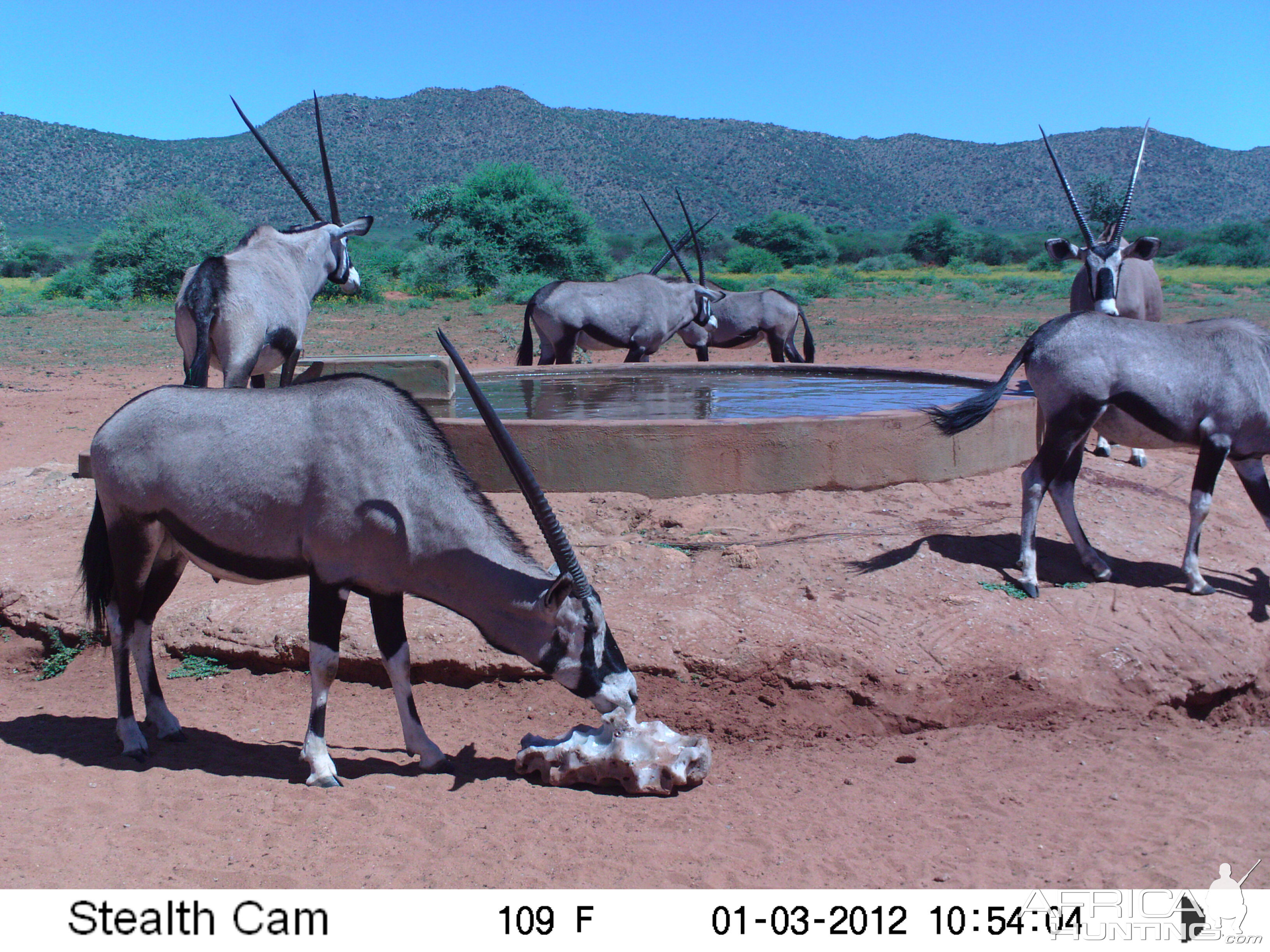 Trail Camera Namibia