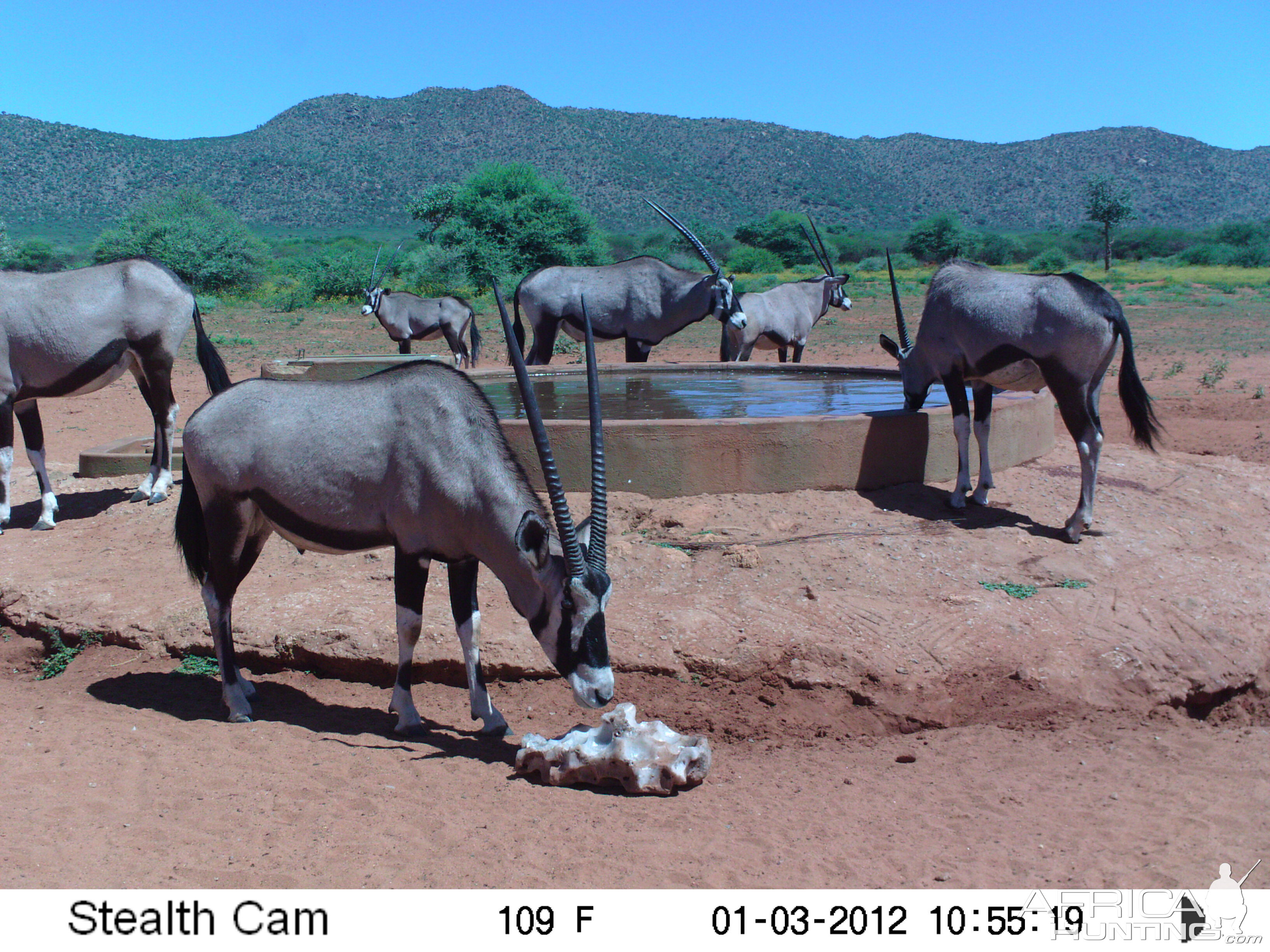 Trail Camera Namibia