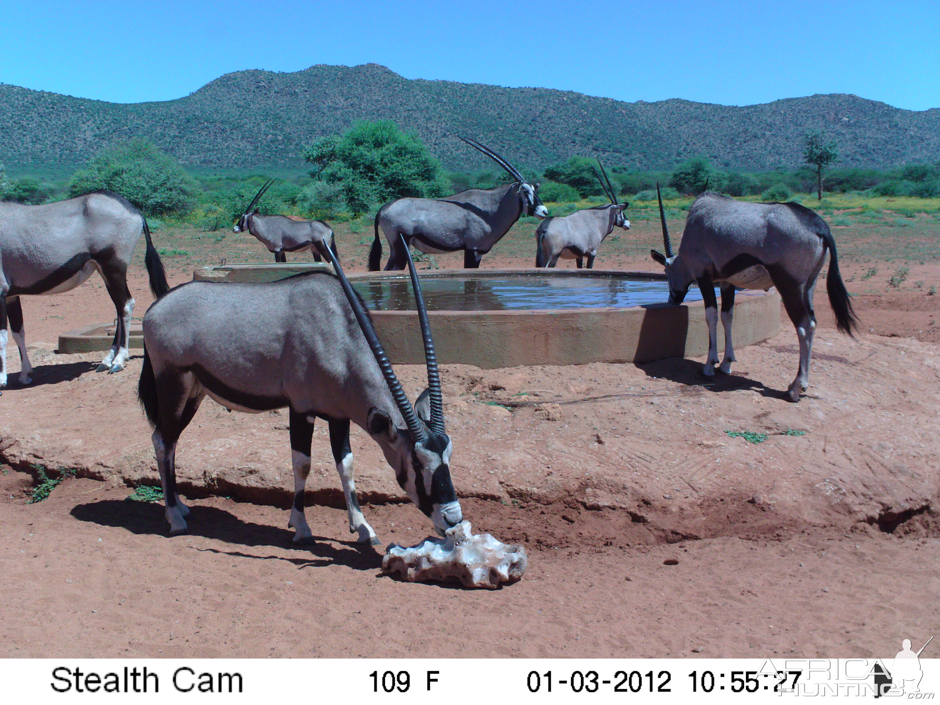 Trail Camera Namibia