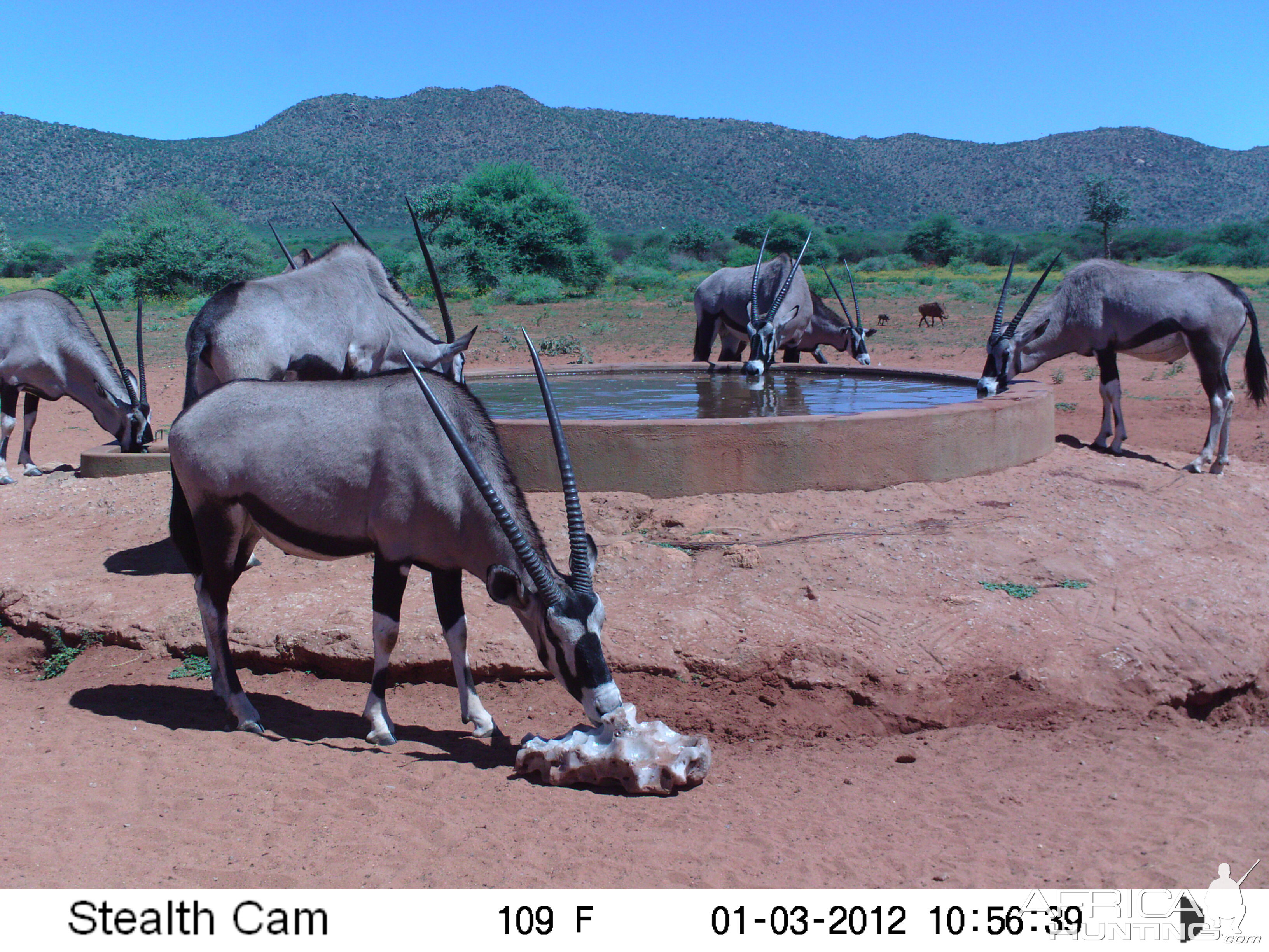 Trail Camera Namibia