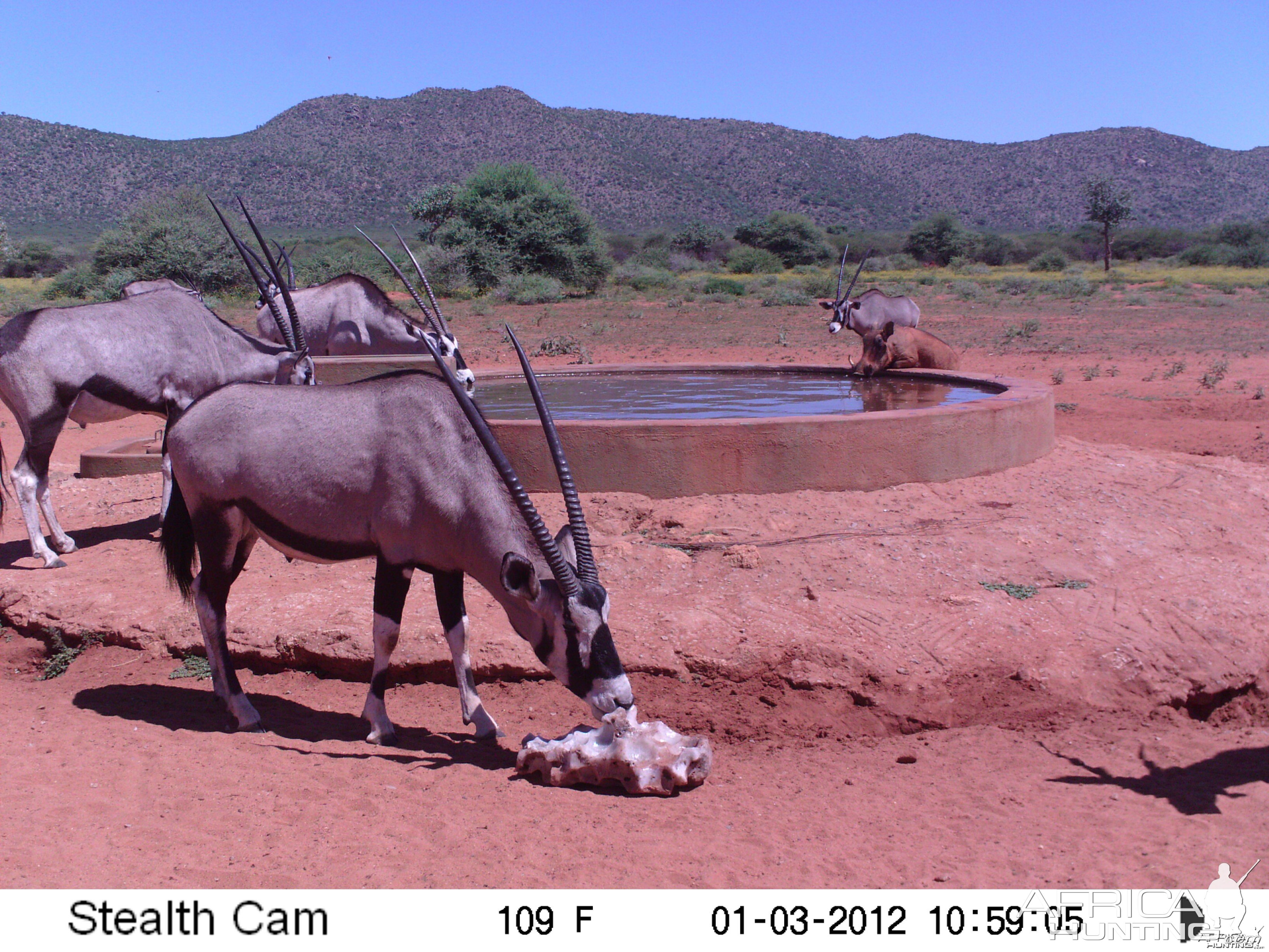 Trail Camera Namibia