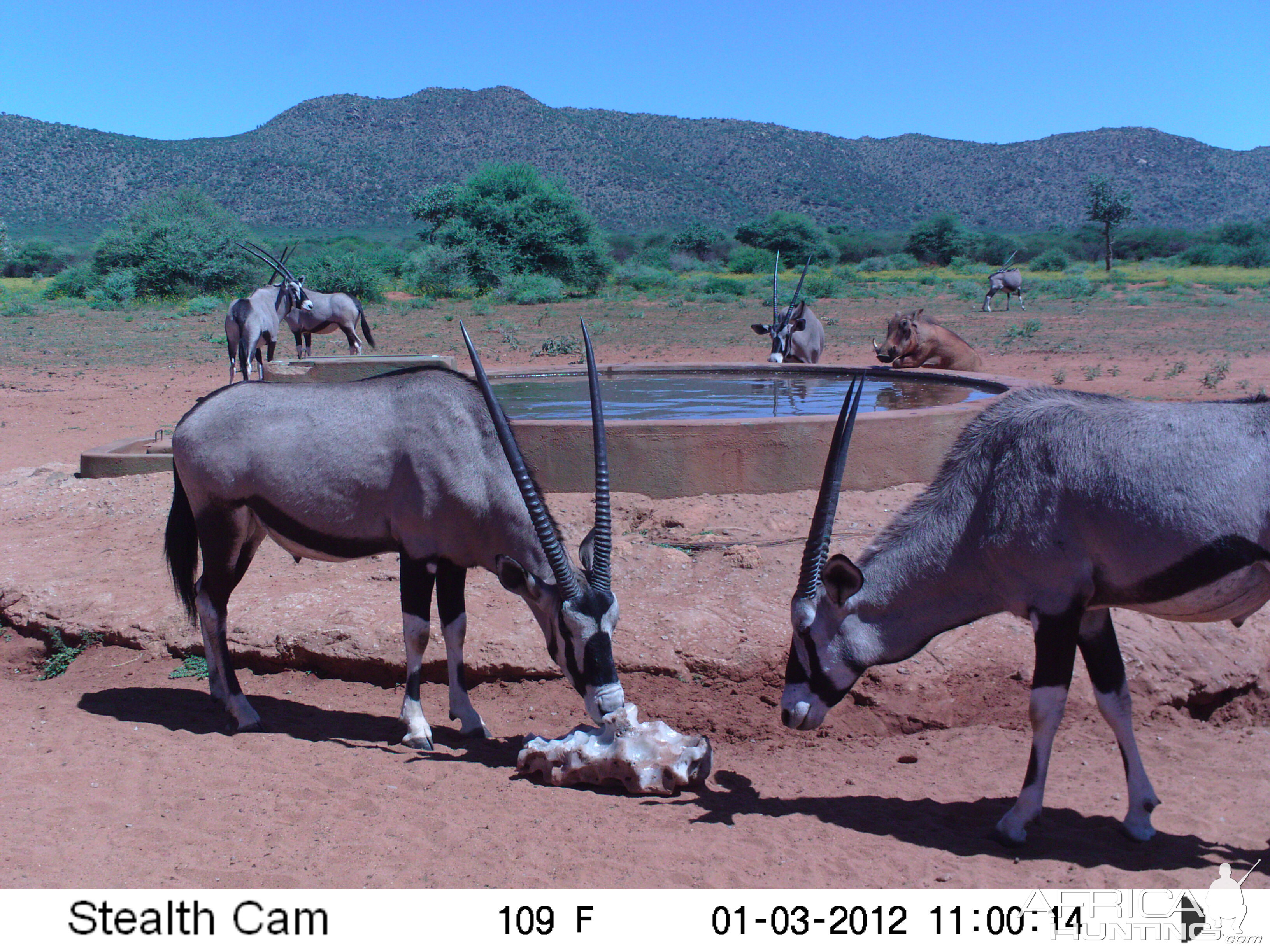 Trail Camera Namibia