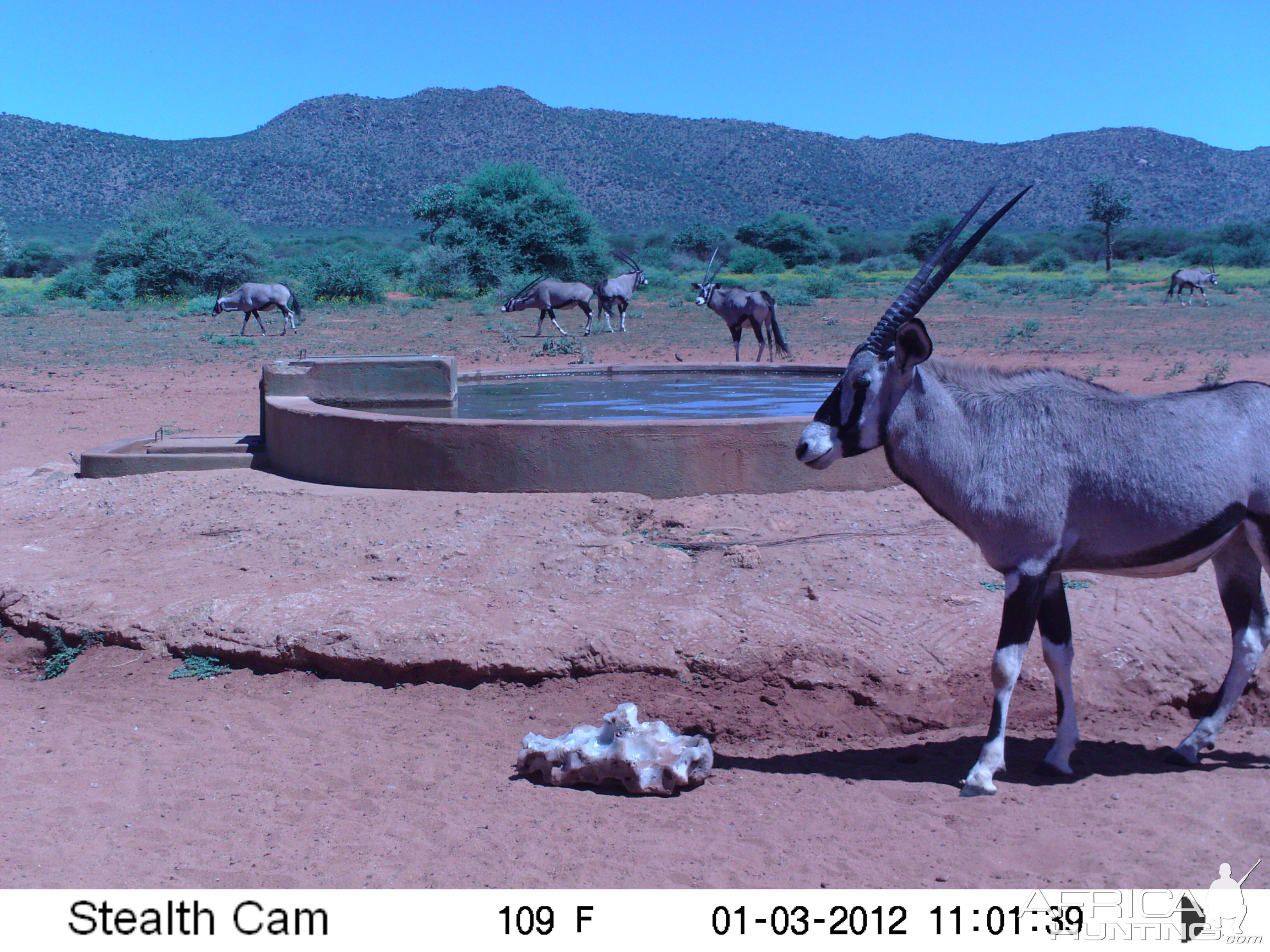 Trail Camera Namibia