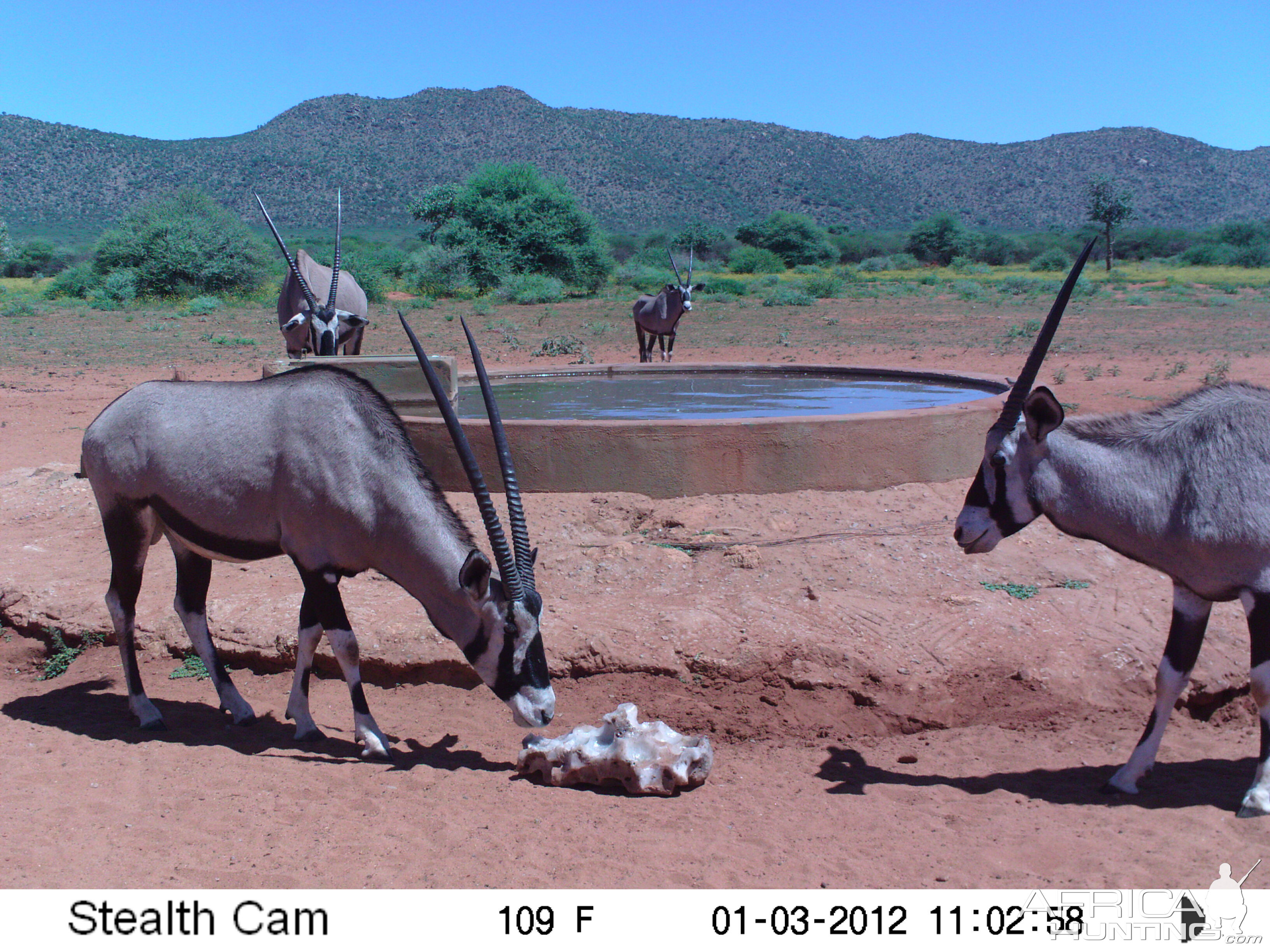 Trail Camera Namibia