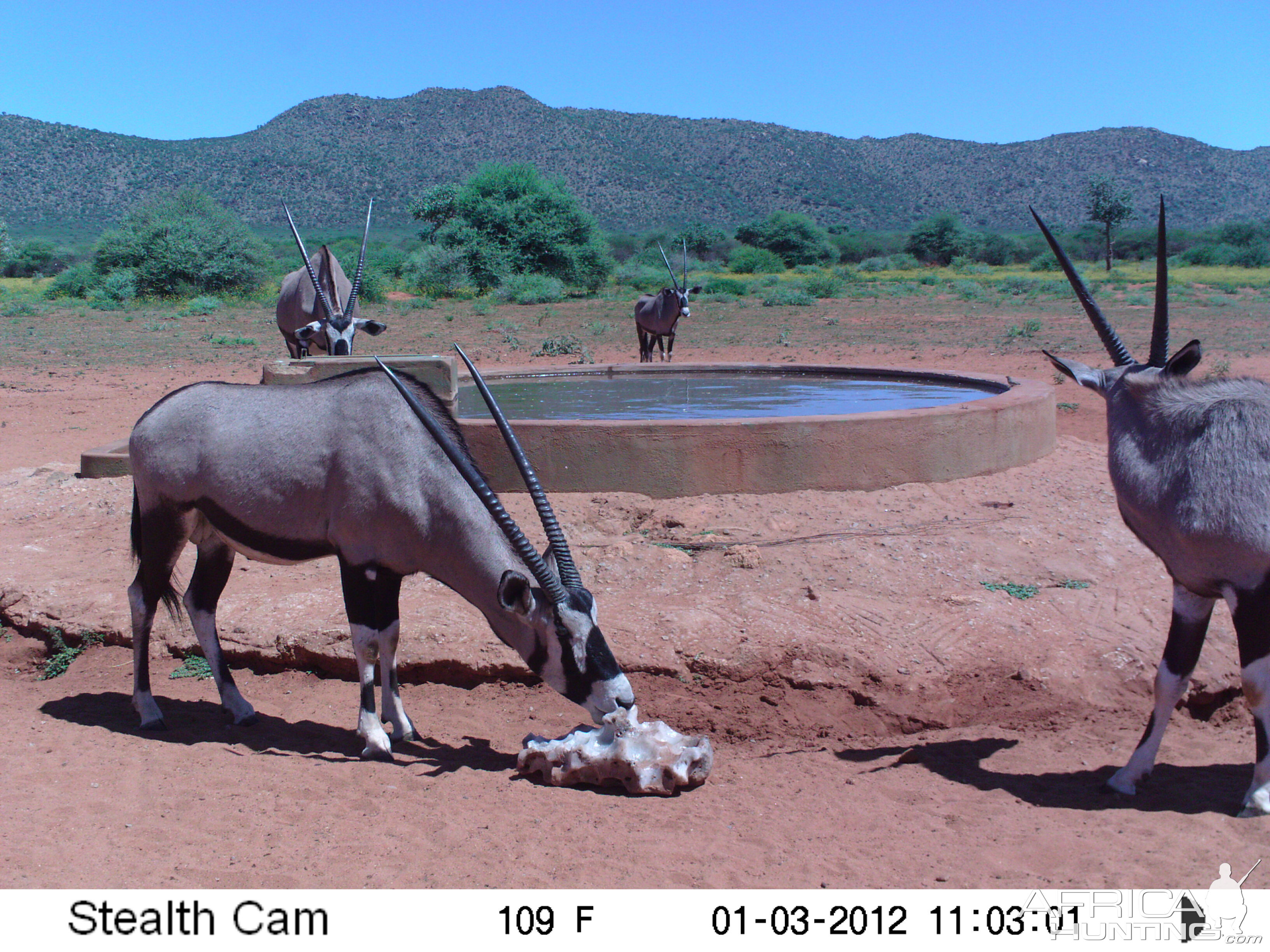 Trail Camera Namibia