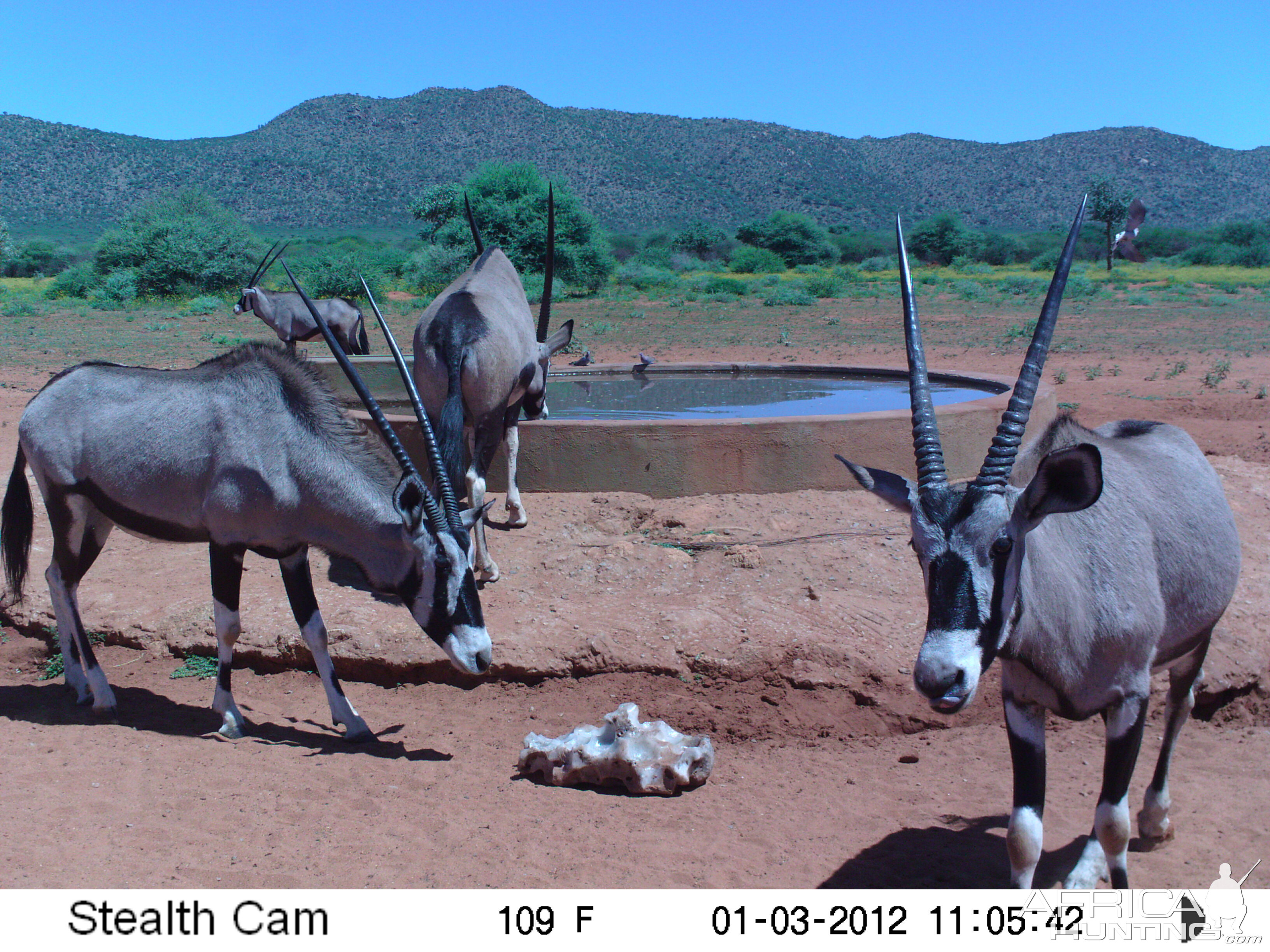 Trail Camera Namibia