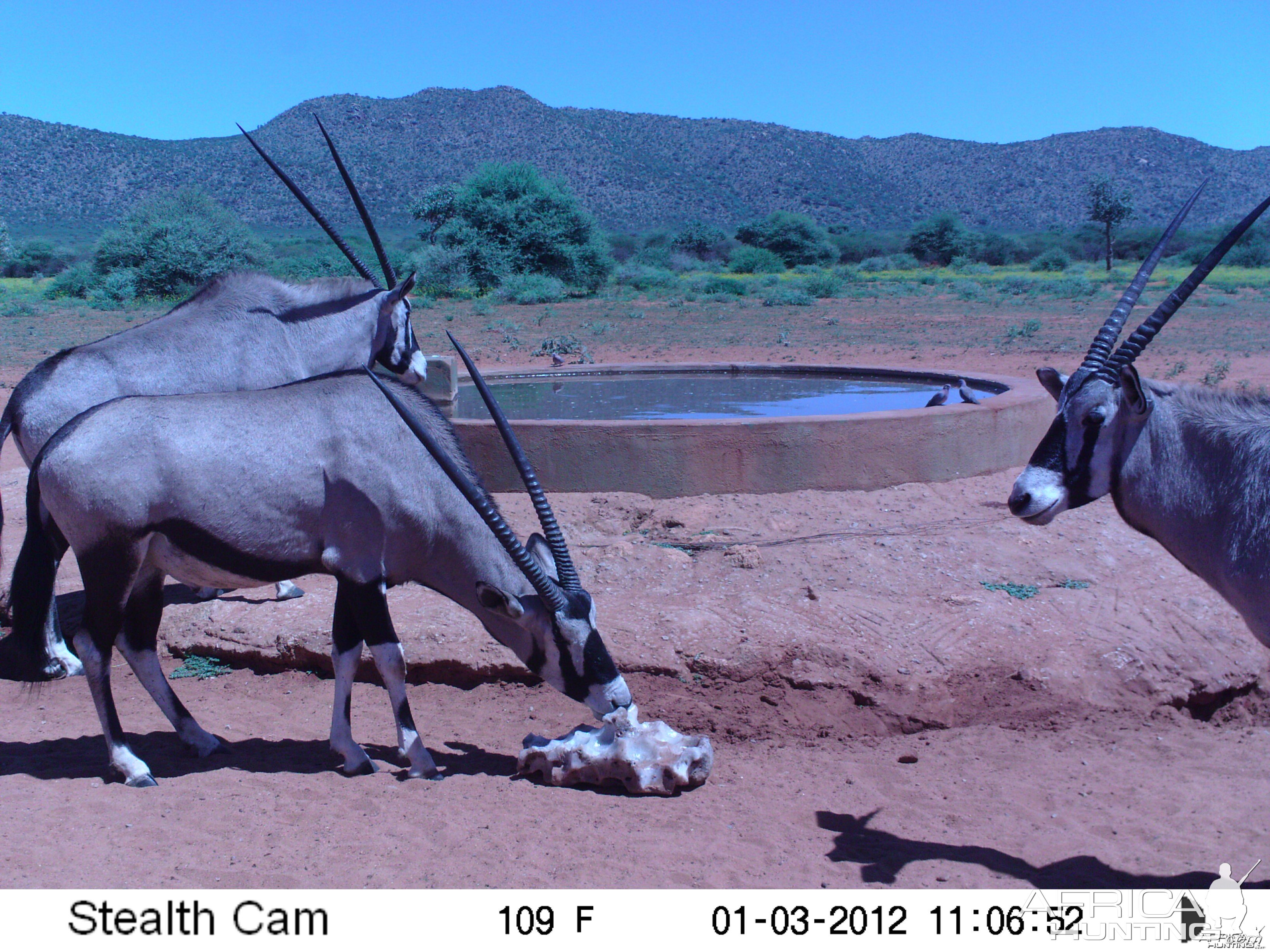 Trail Camera Namibia