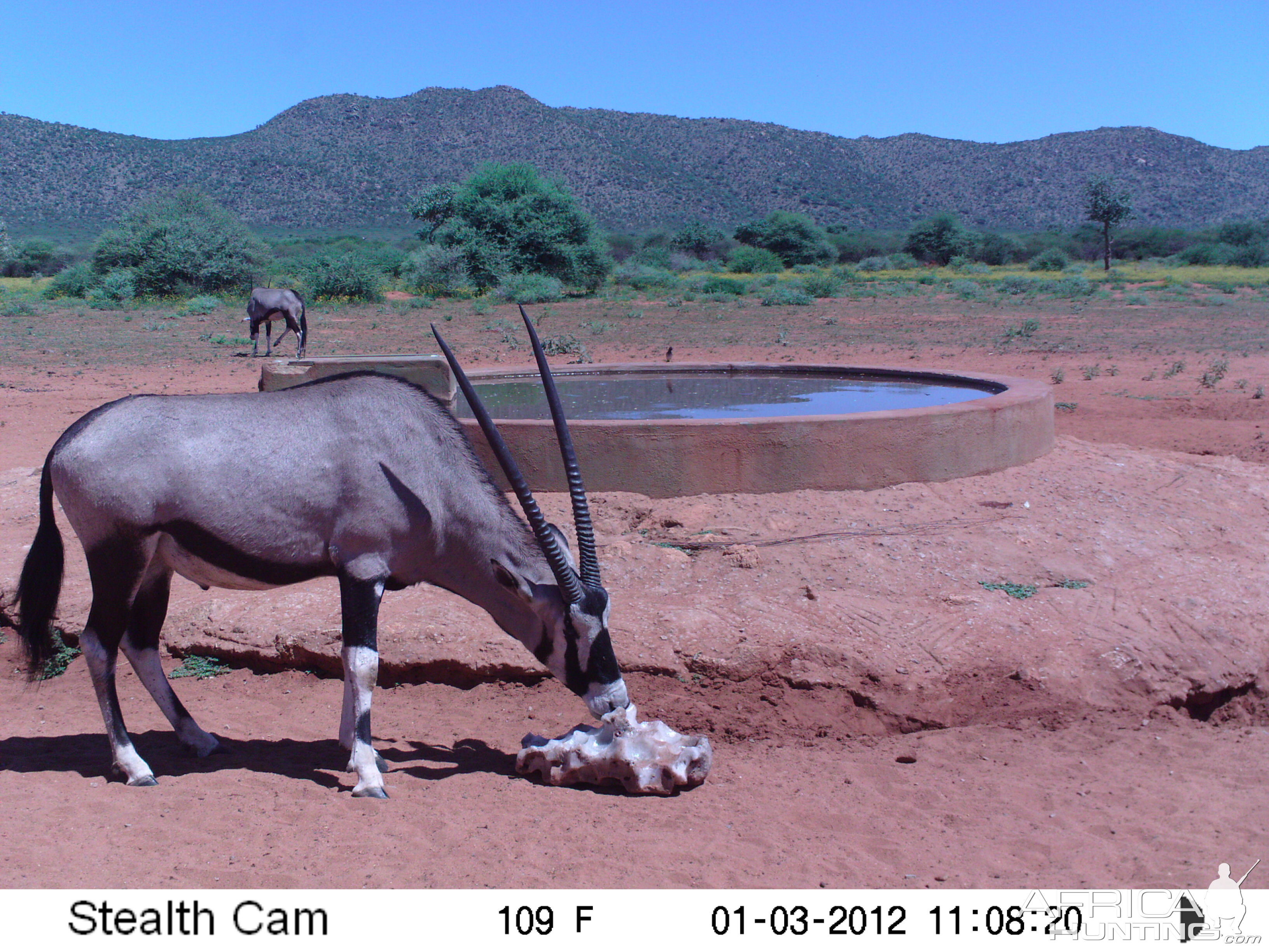 Trail Camera Namibia