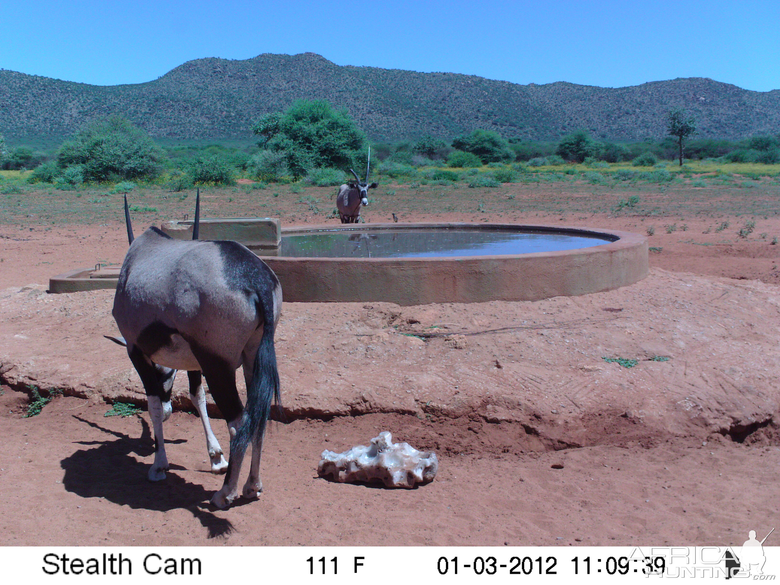 Trail Camera Namibia