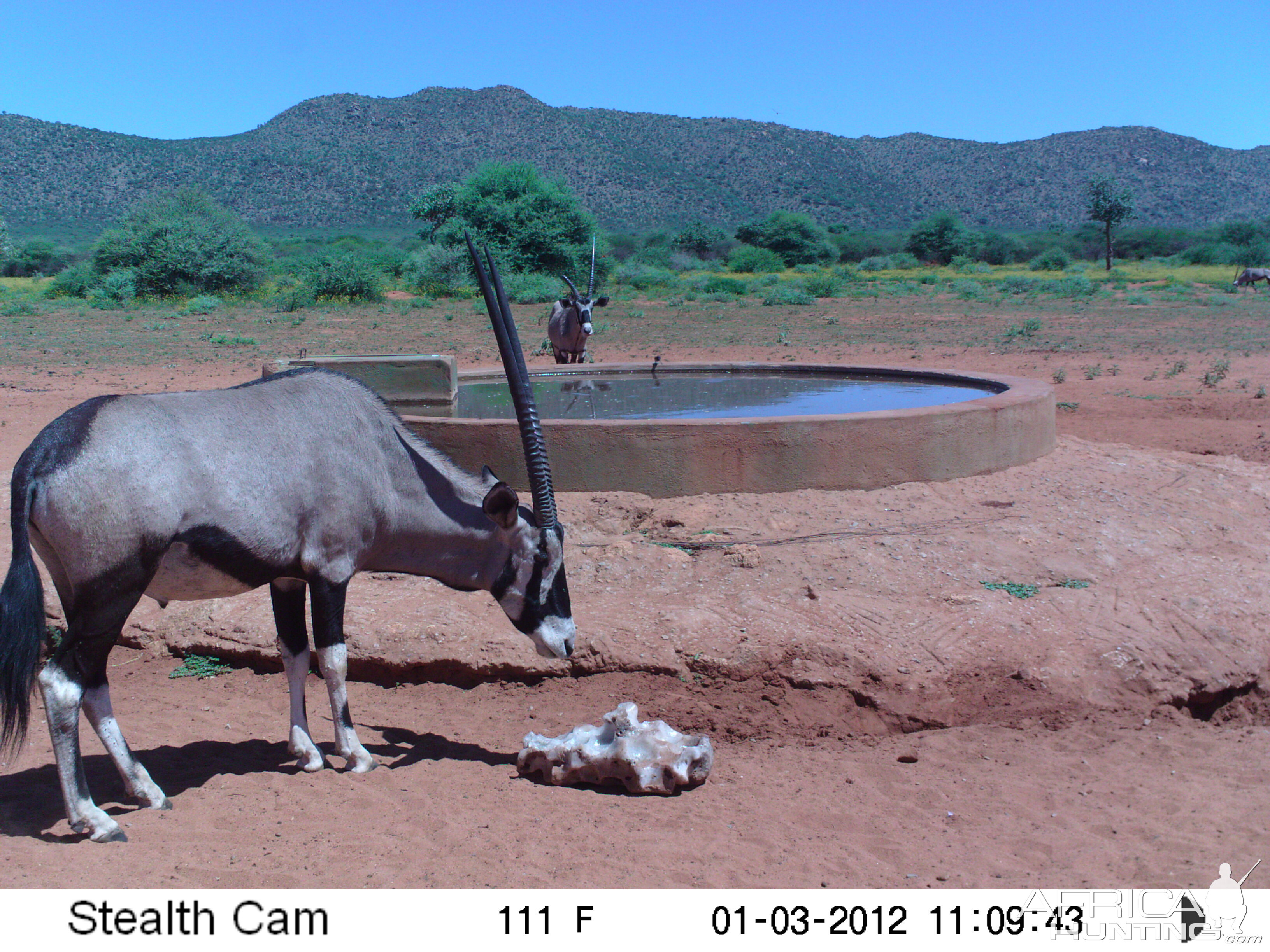 Trail Camera Namibia