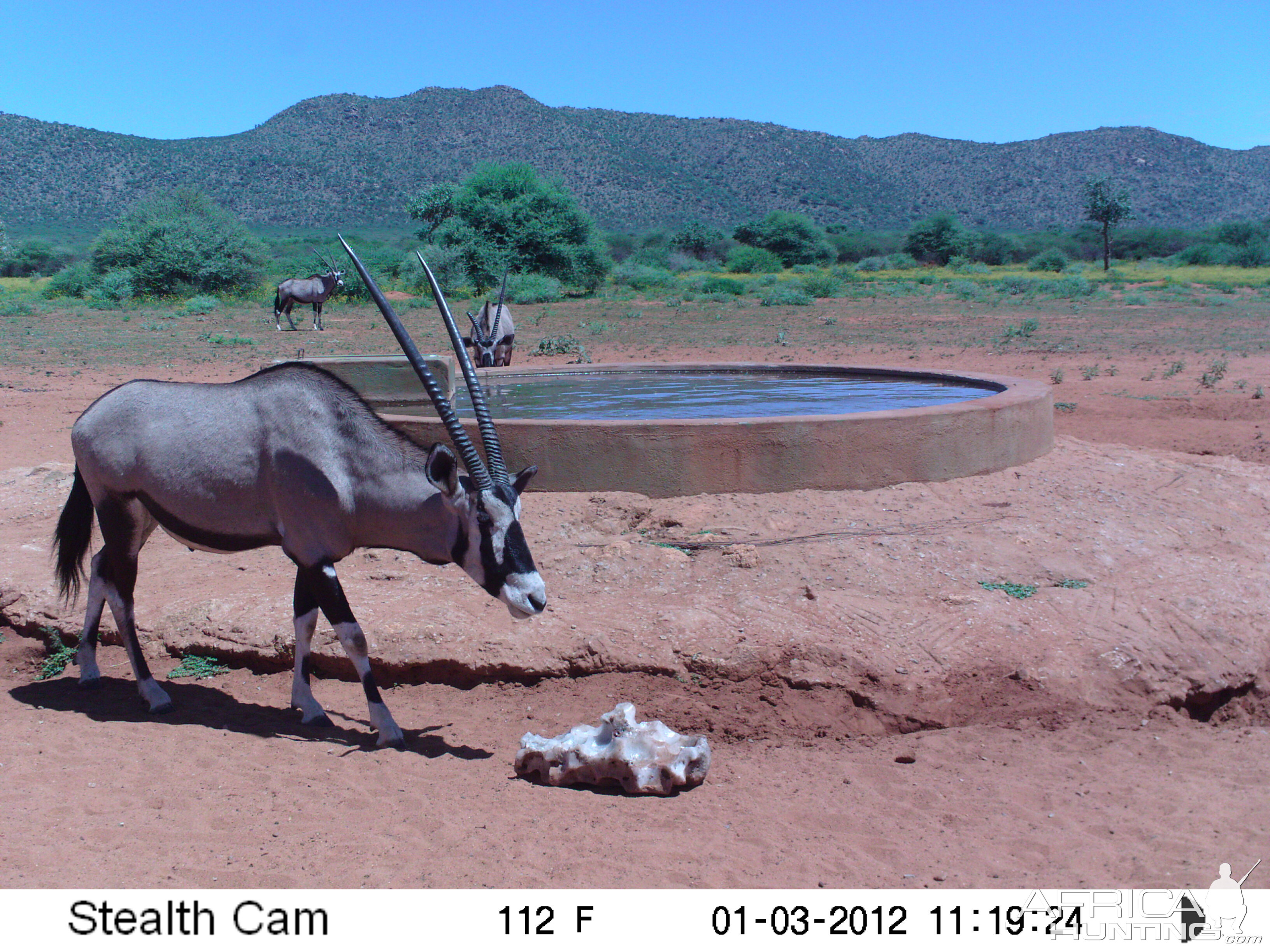 Trail Camera Namibia