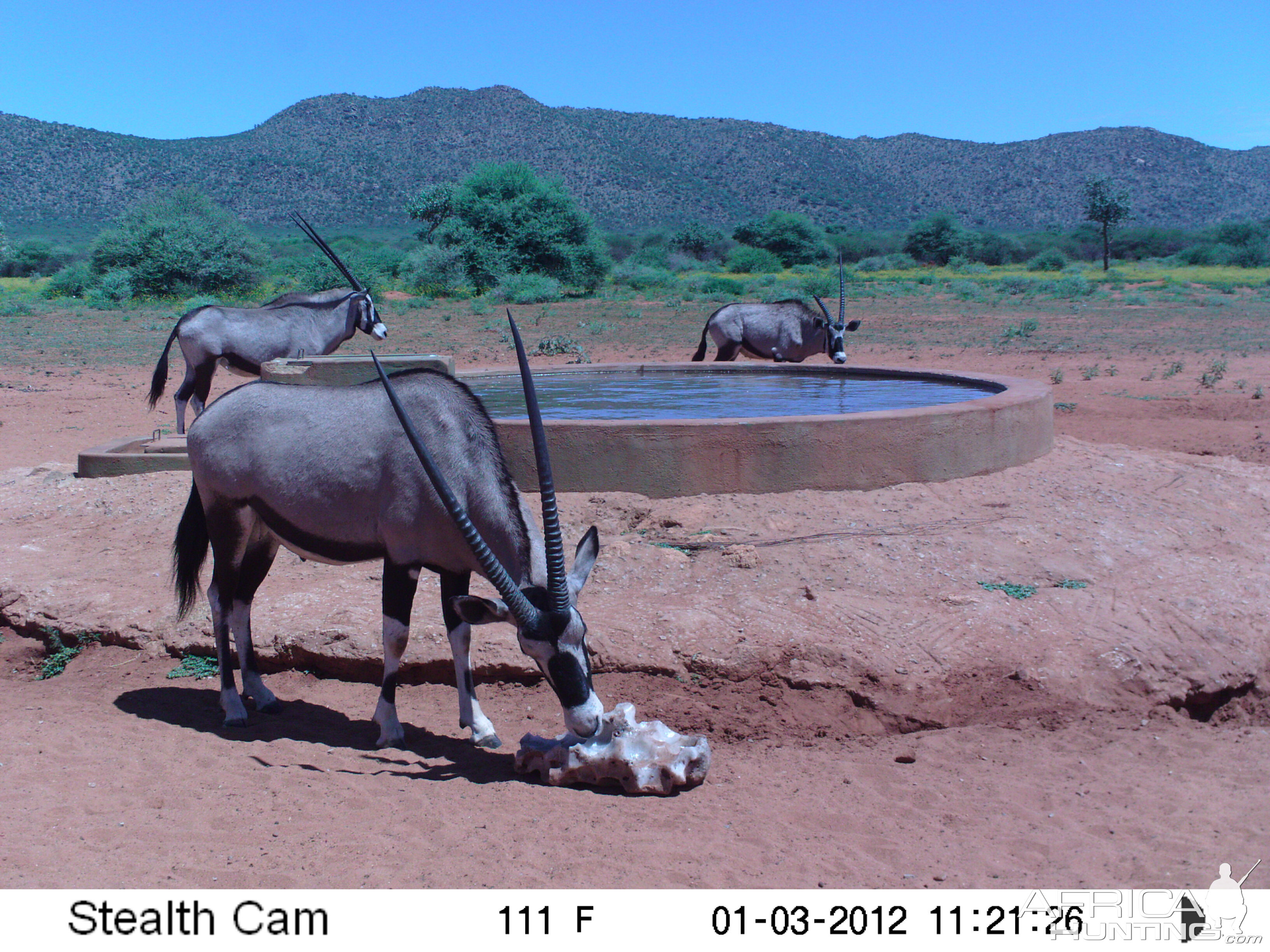 Trail Camera Namibia