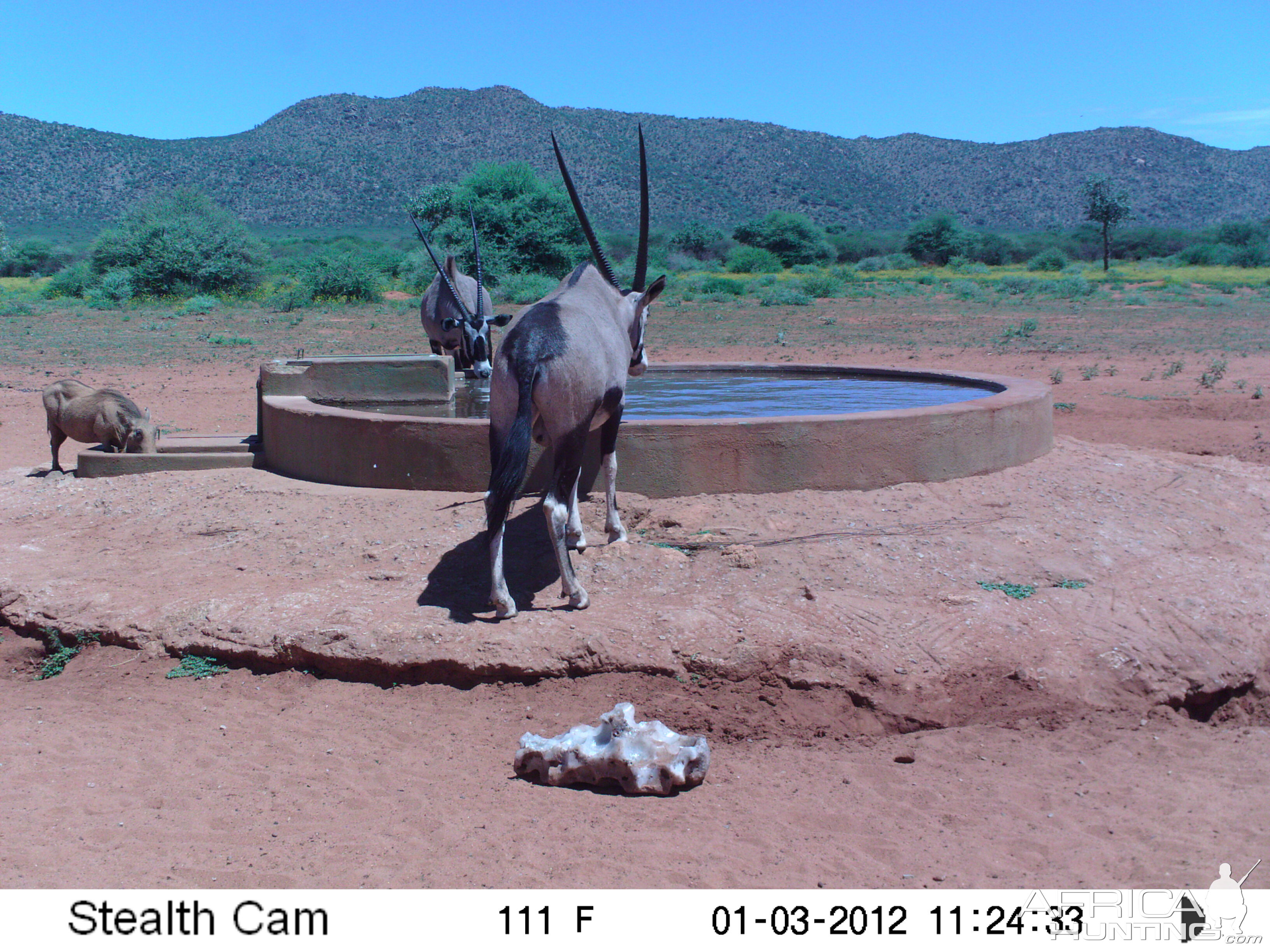 Trail Camera Namibia