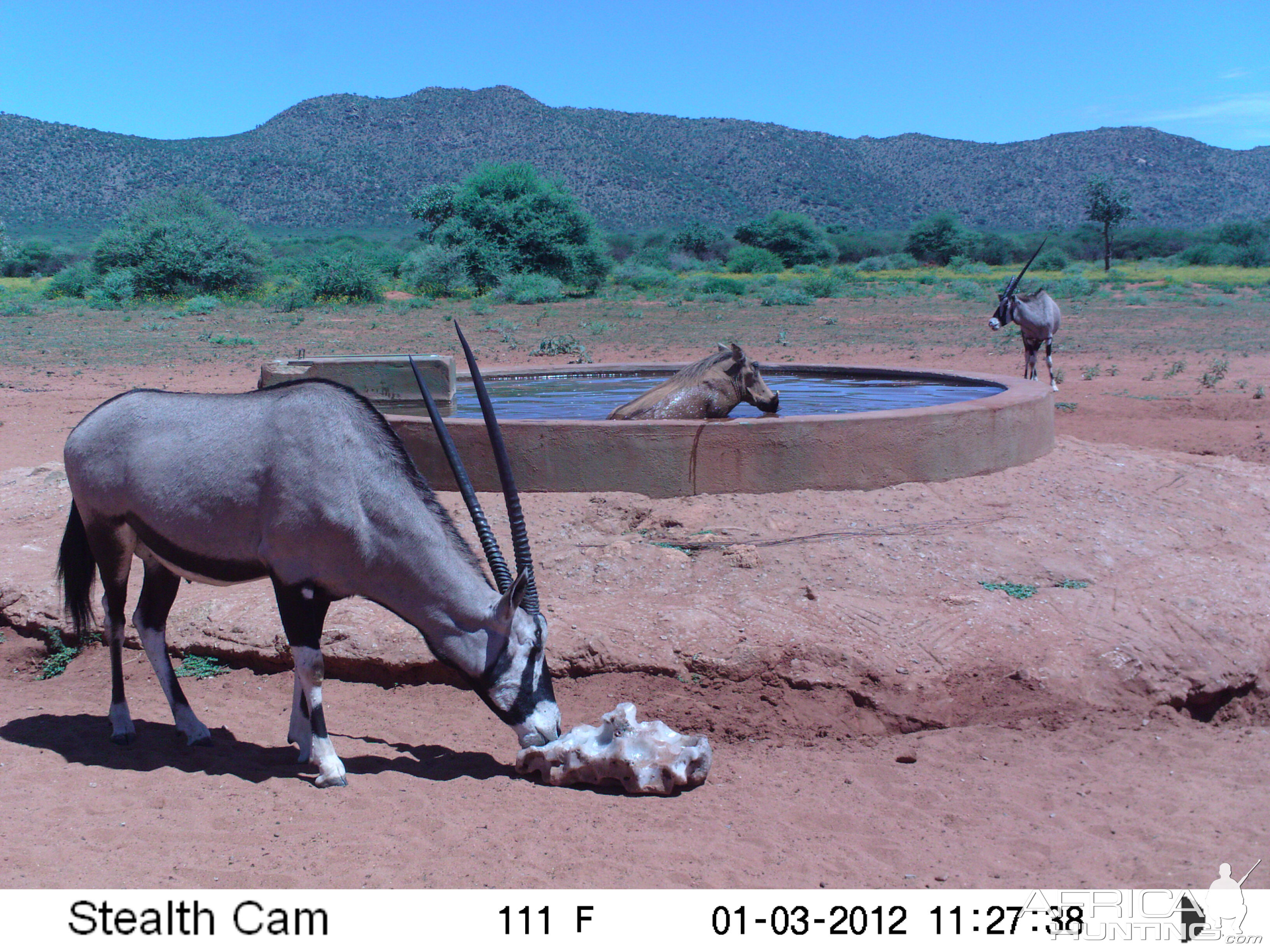 Trail Camera Namibia