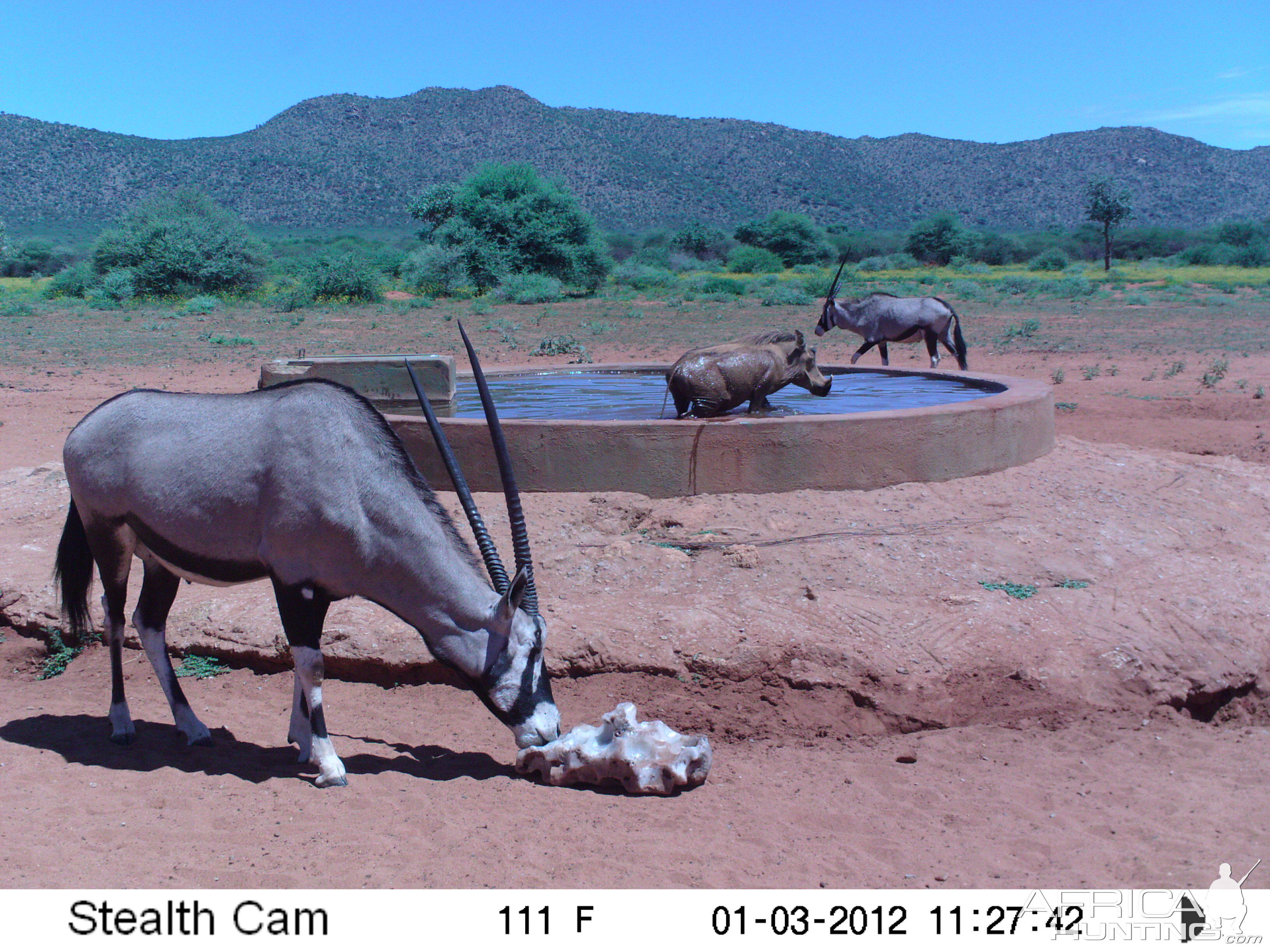 Trail Camera Namibia