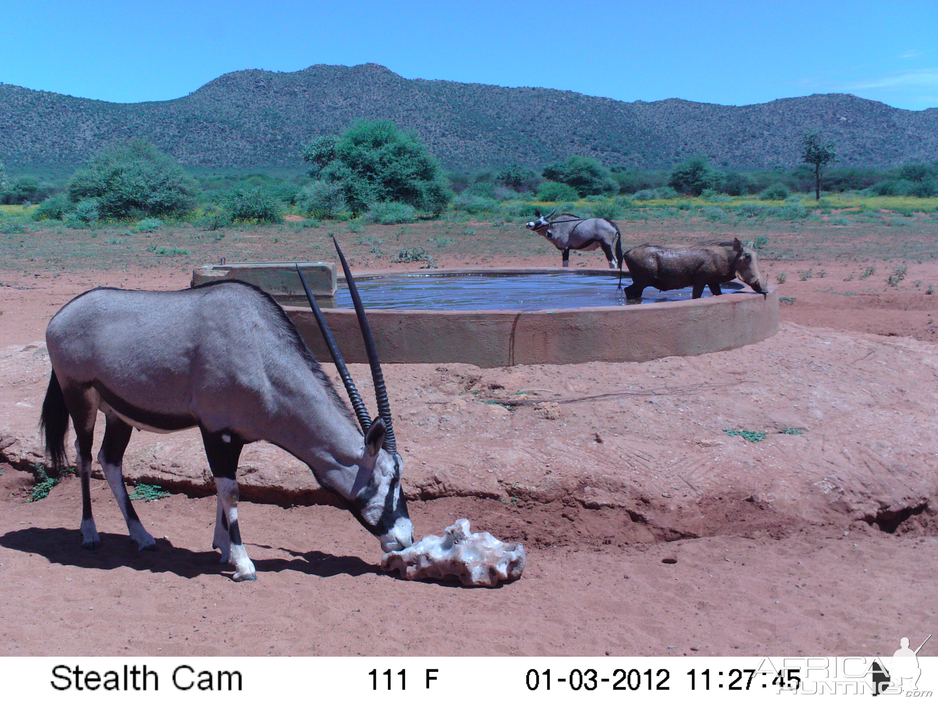 Trail Camera Namibia