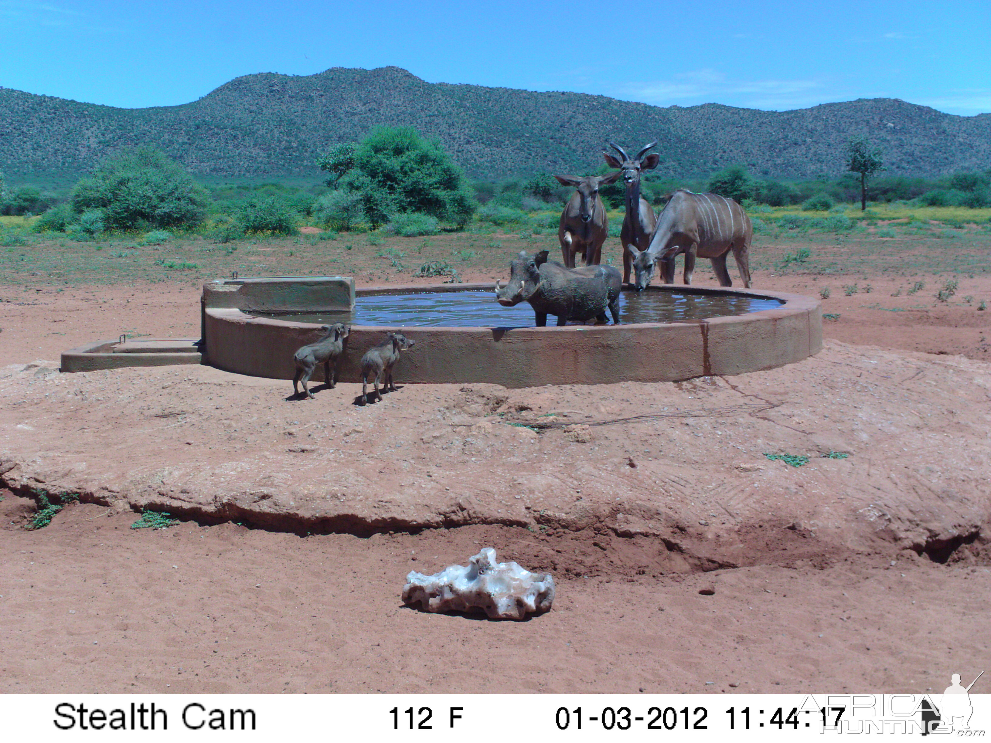 Trail Camera Namibia