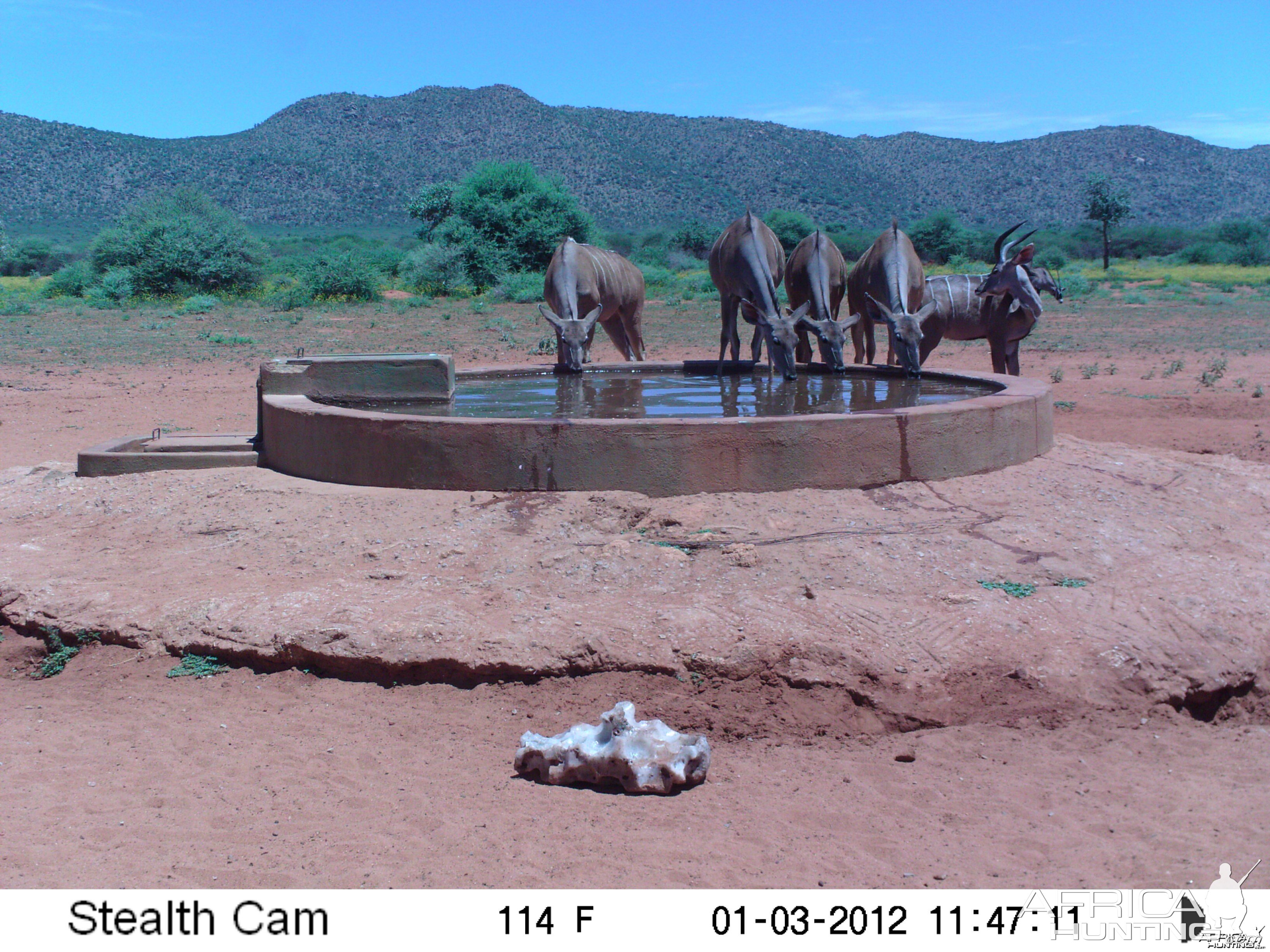 Trail Camera Namibia