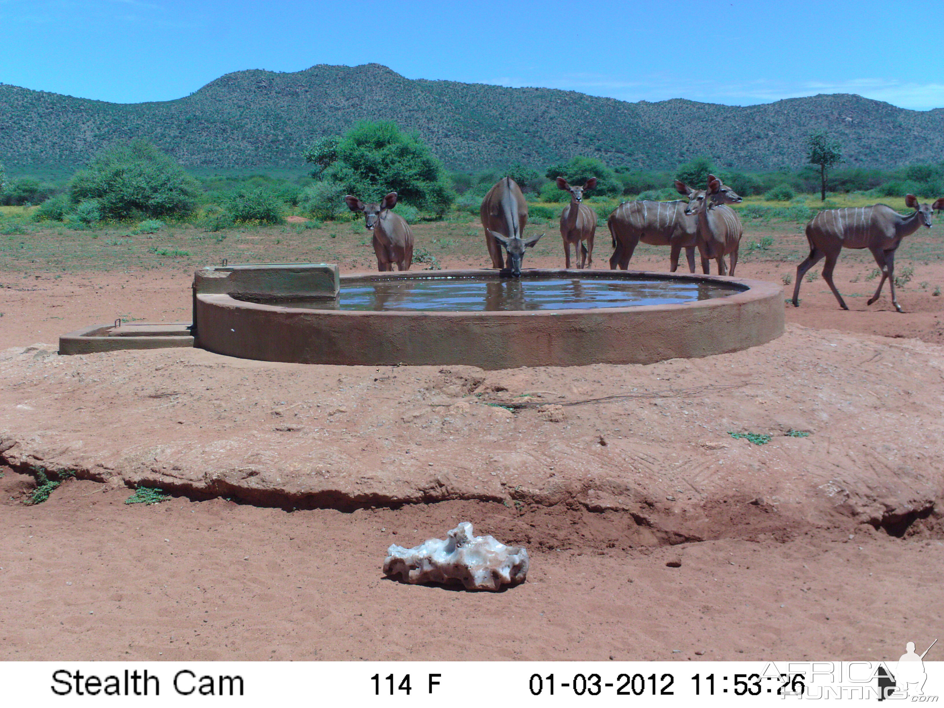 Trail Camera Namibia