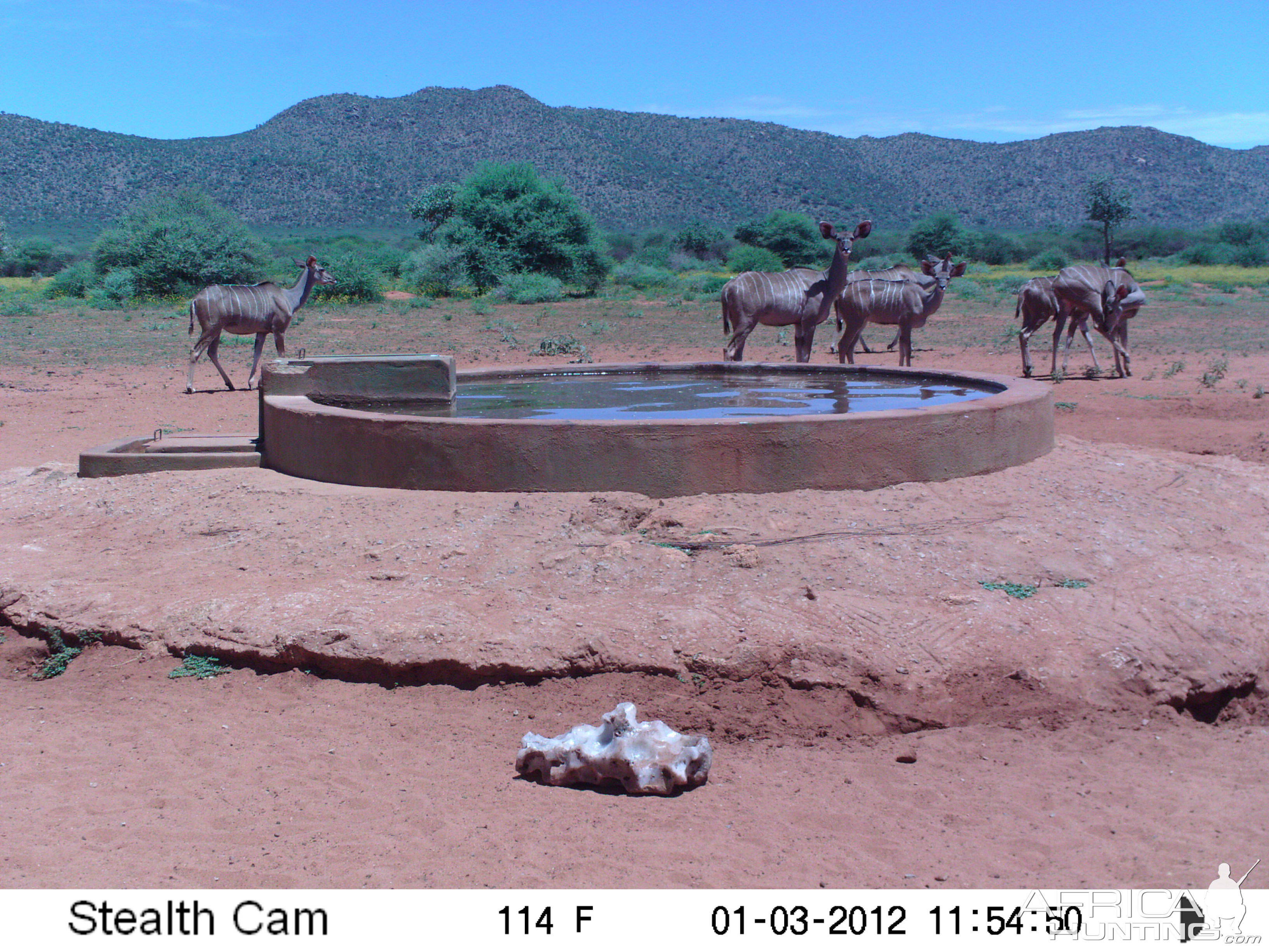 Trail Camera Namibia