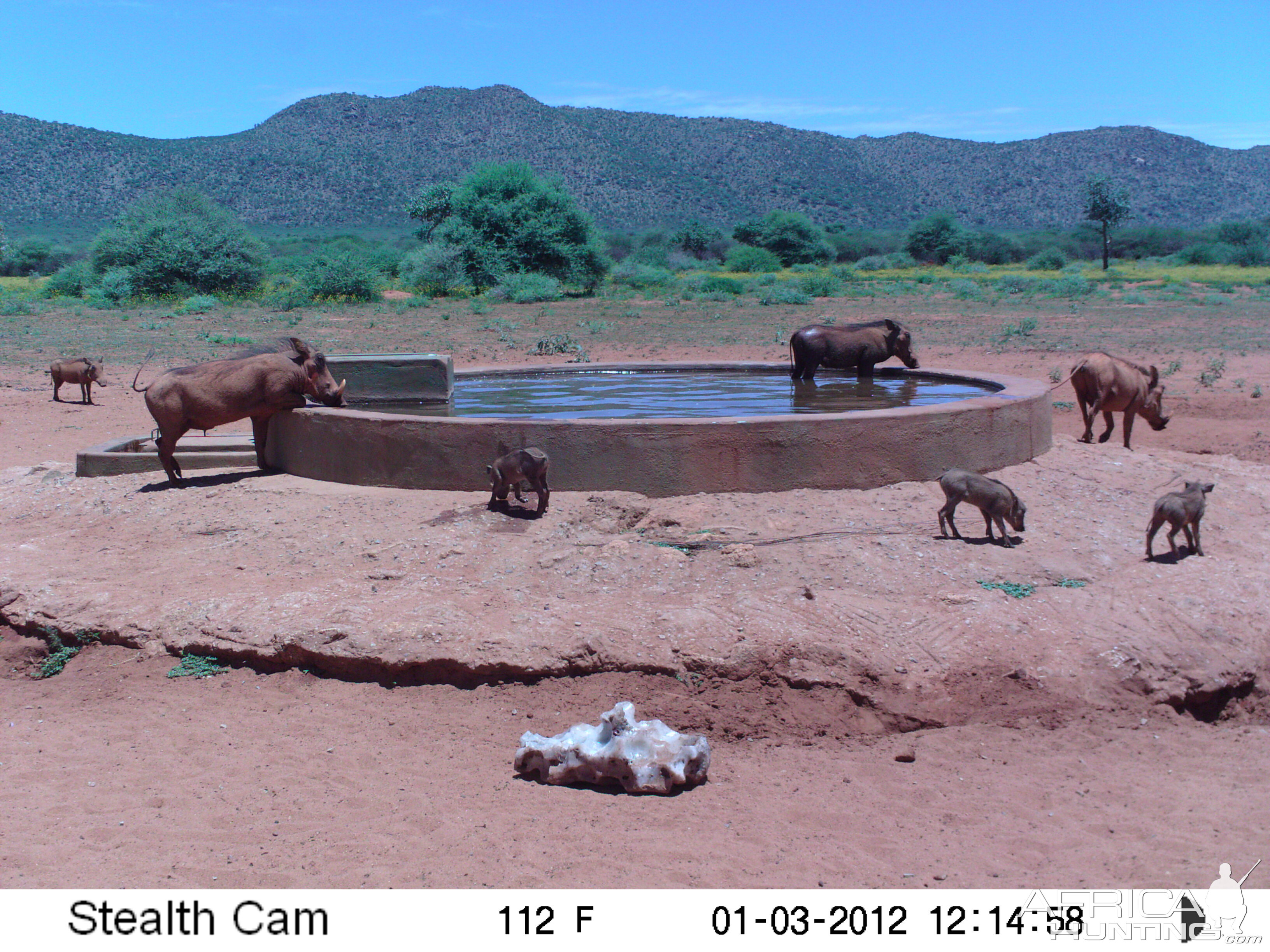 Trail Camera Namibia