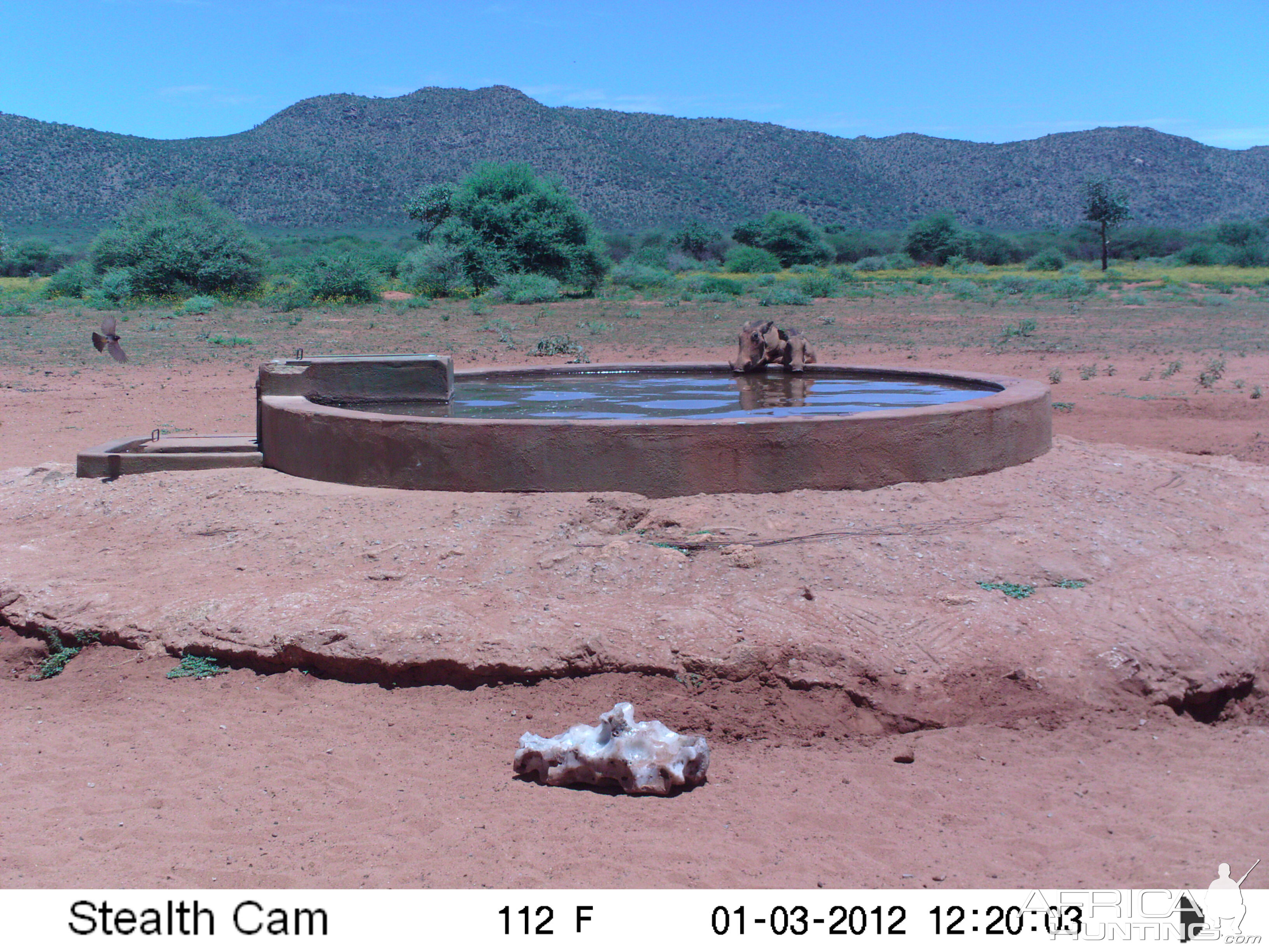 Trail Camera Namibia