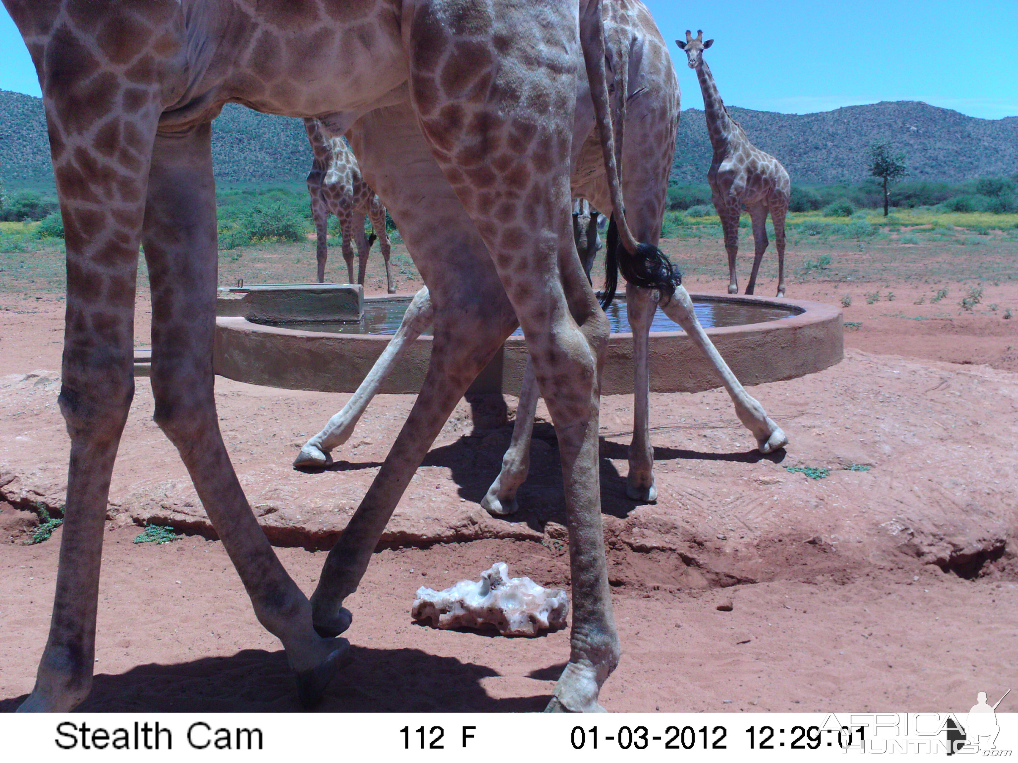 Trail Camera Namibia