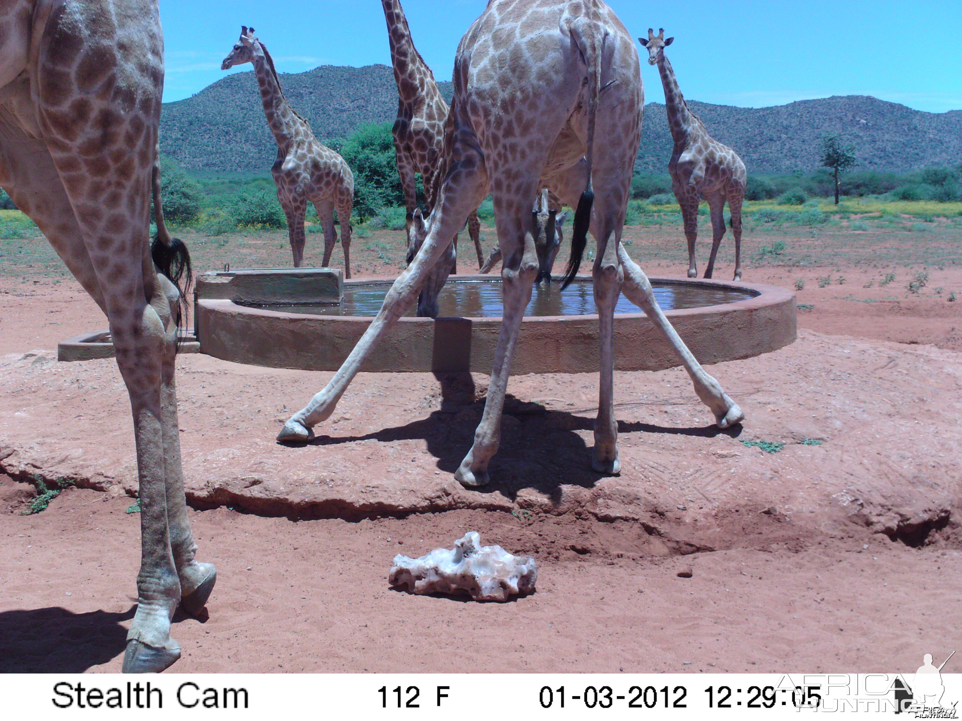 Trail Camera Namibia