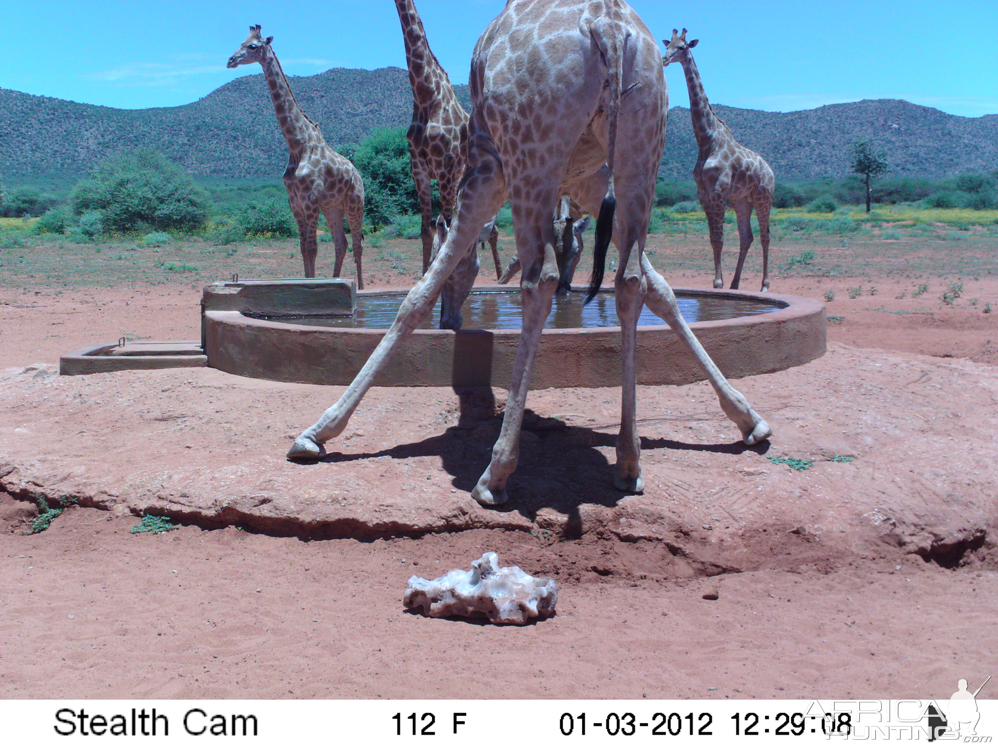 Trail Camera Namibia