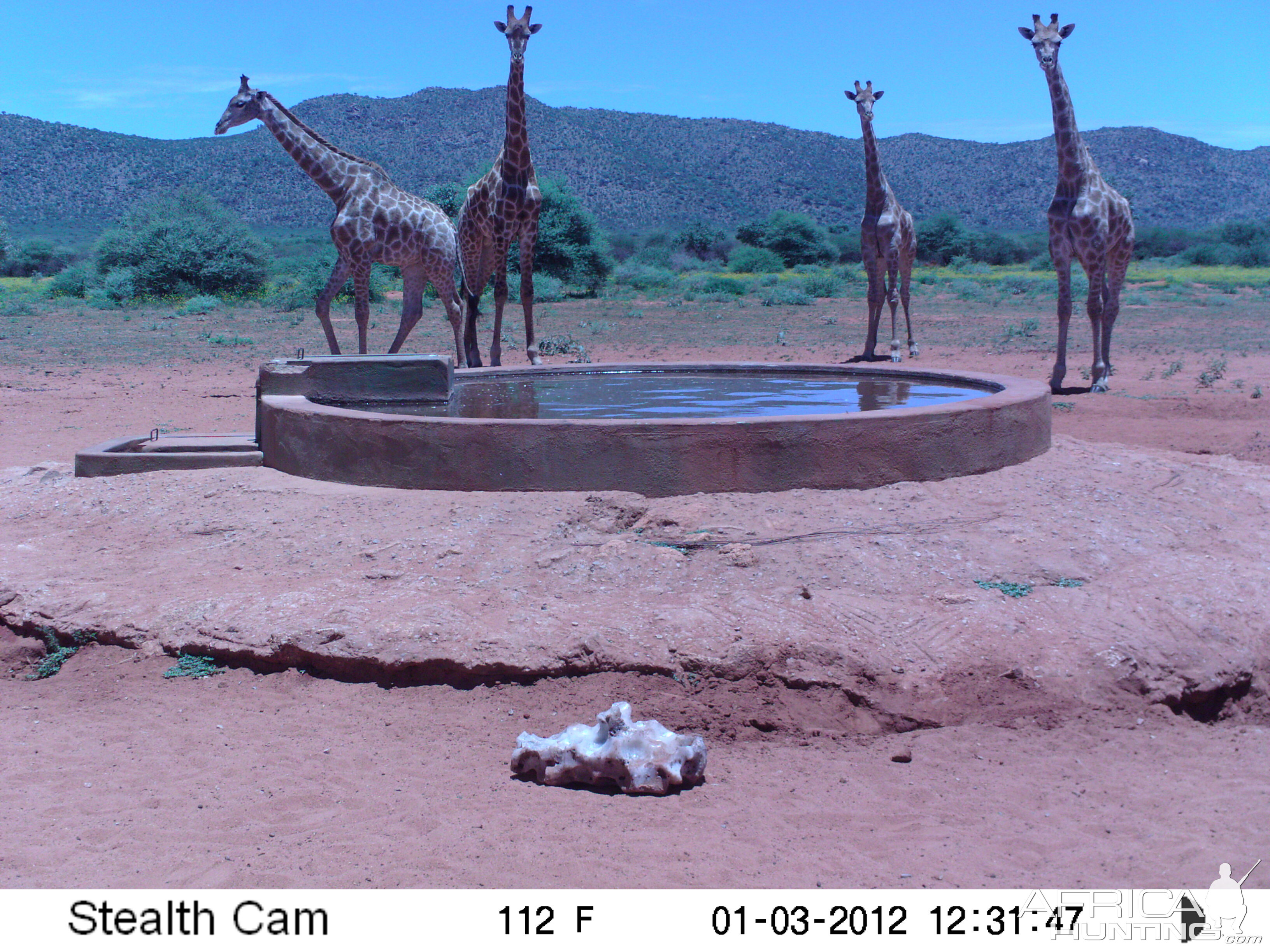 Trail Camera Namibia