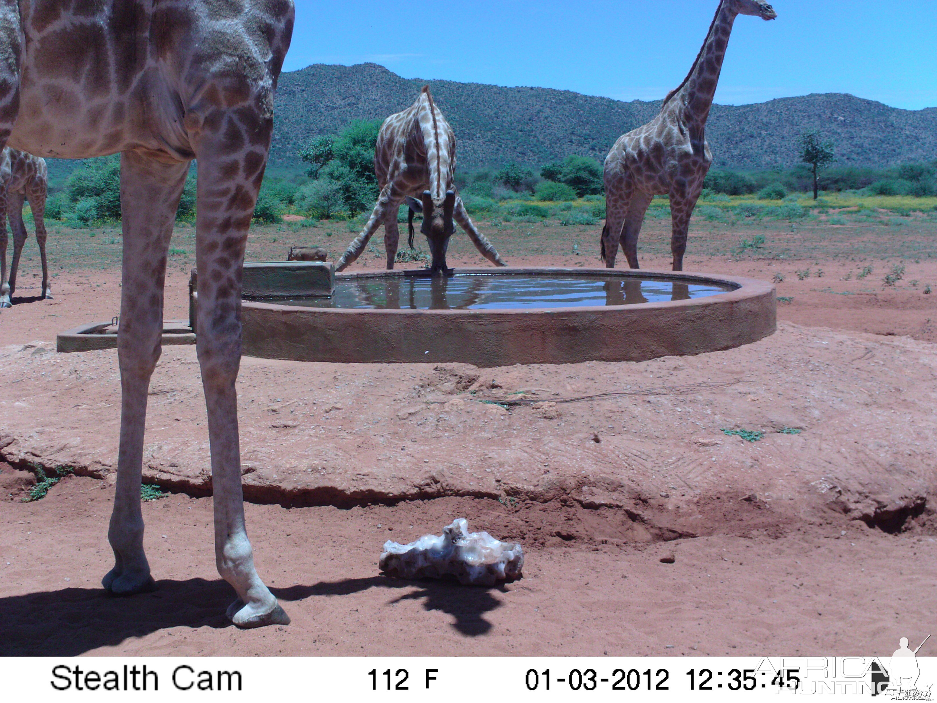 Trail Camera Namibia