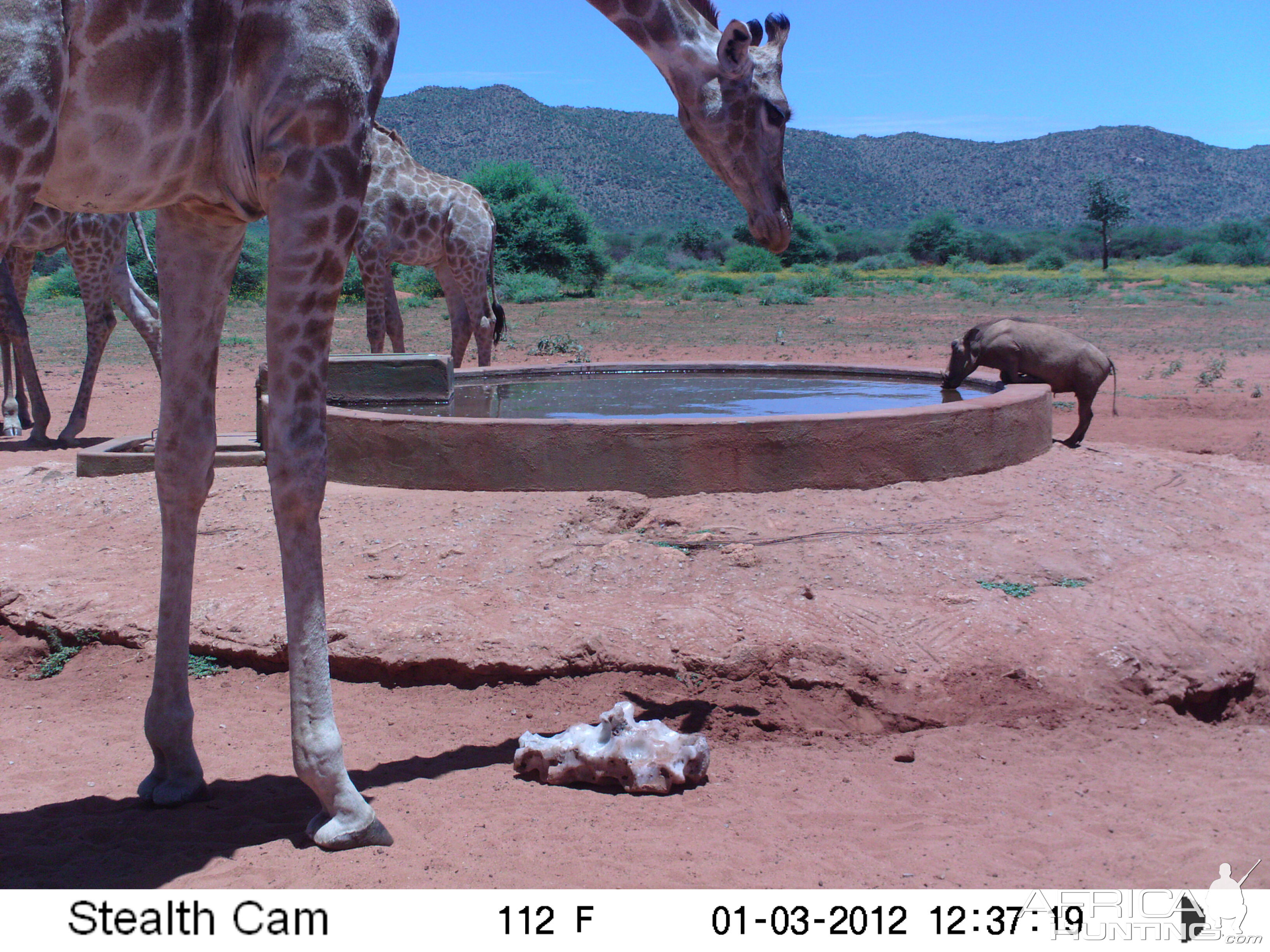 Trail Camera Namibia