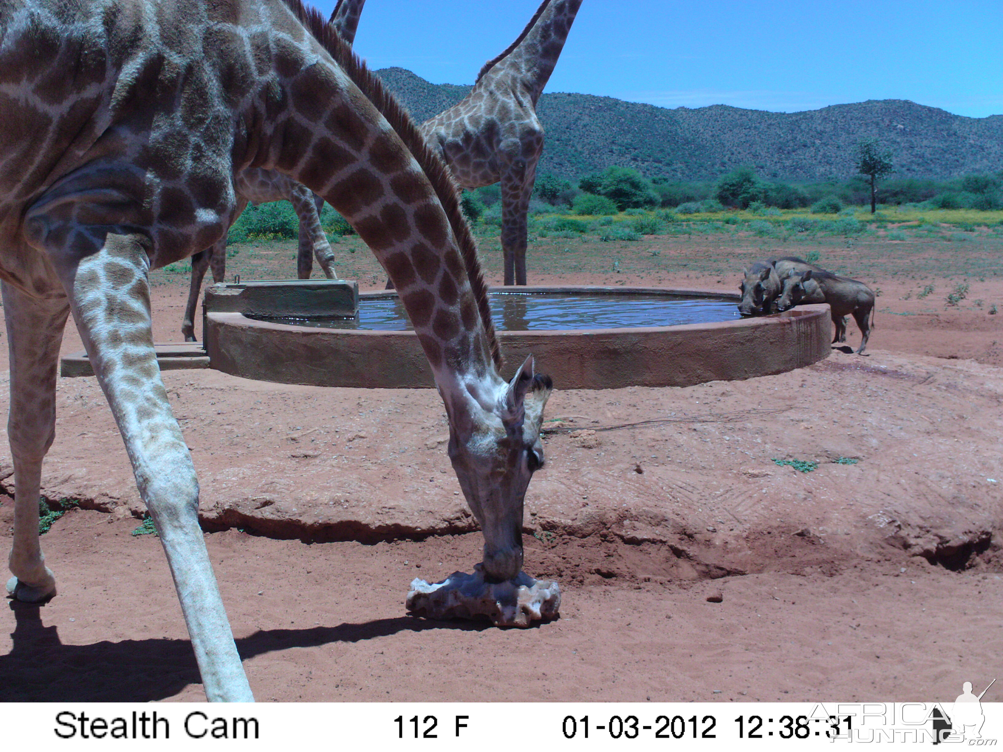 Trail Camera Namibia