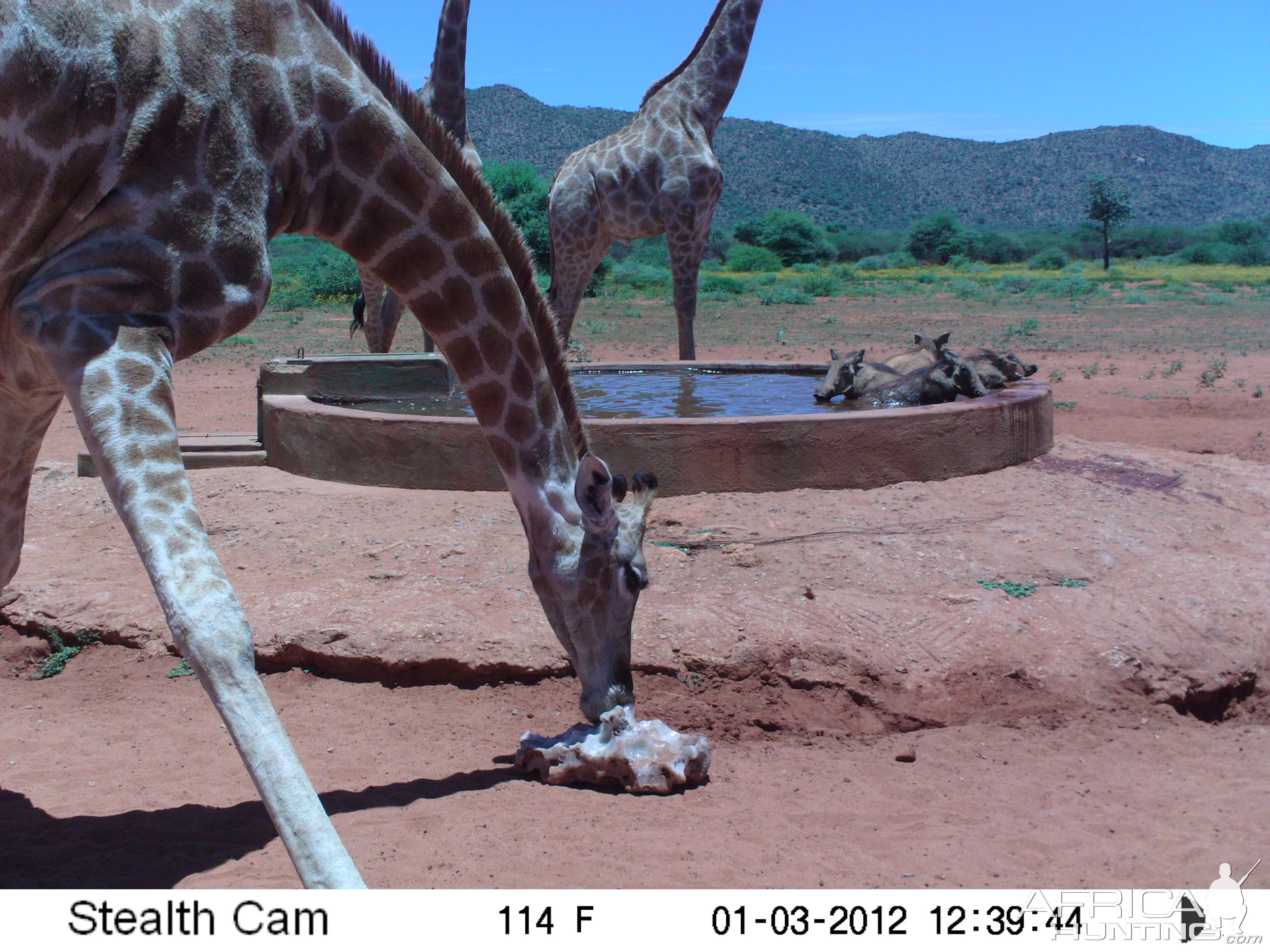 Trail Camera Namibia