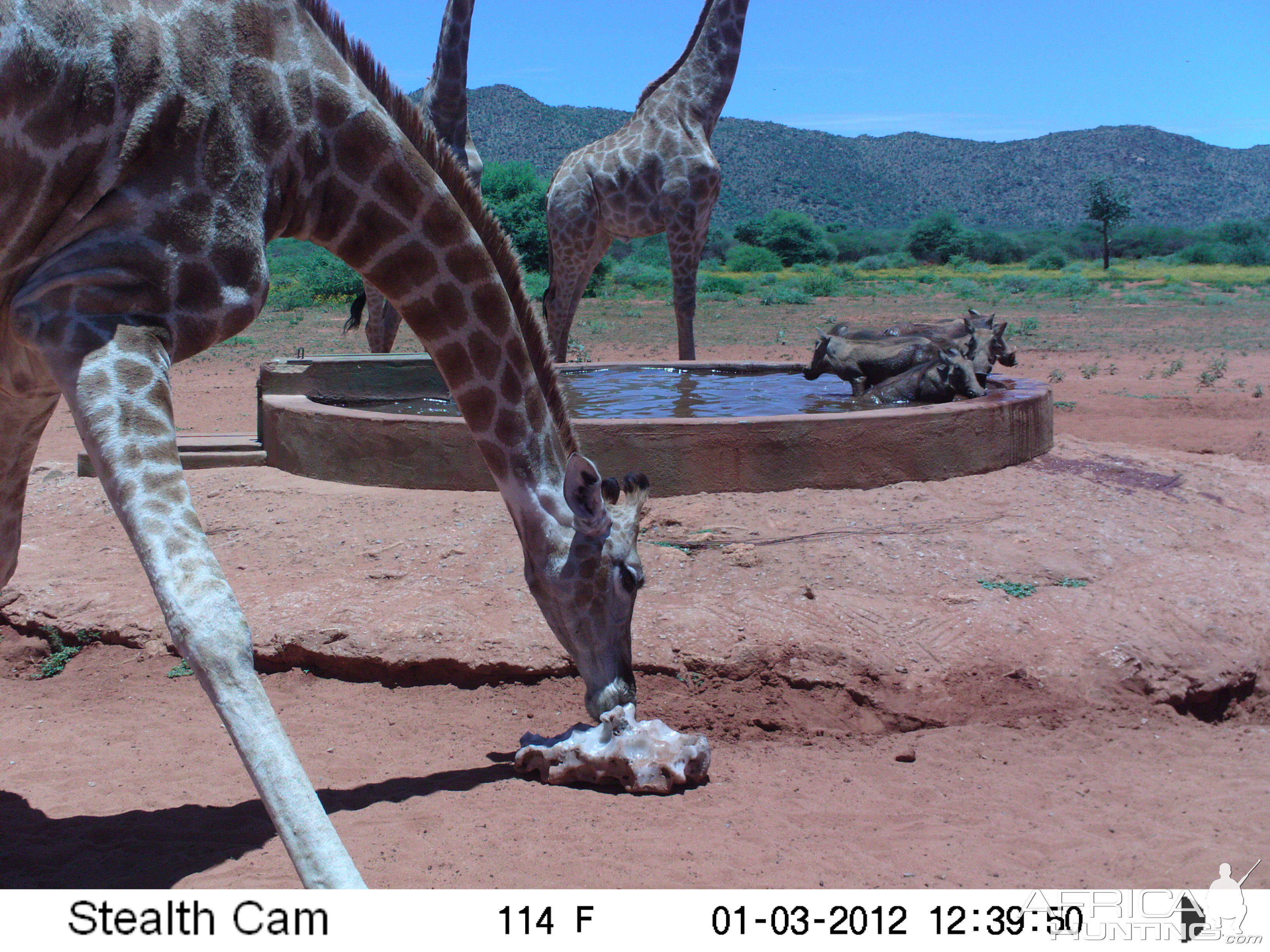 Trail Camera Namibia