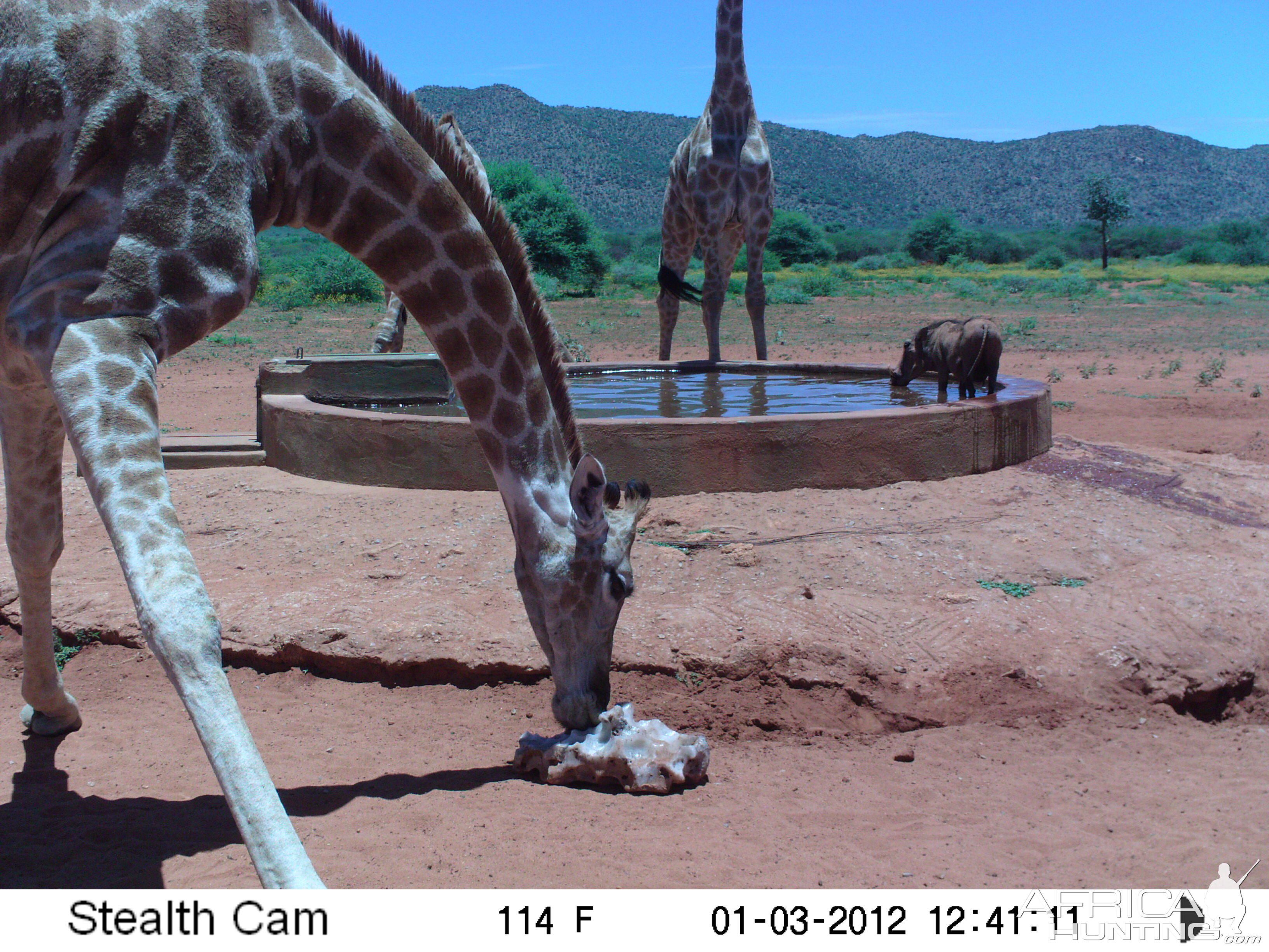 Trail Camera Namibia