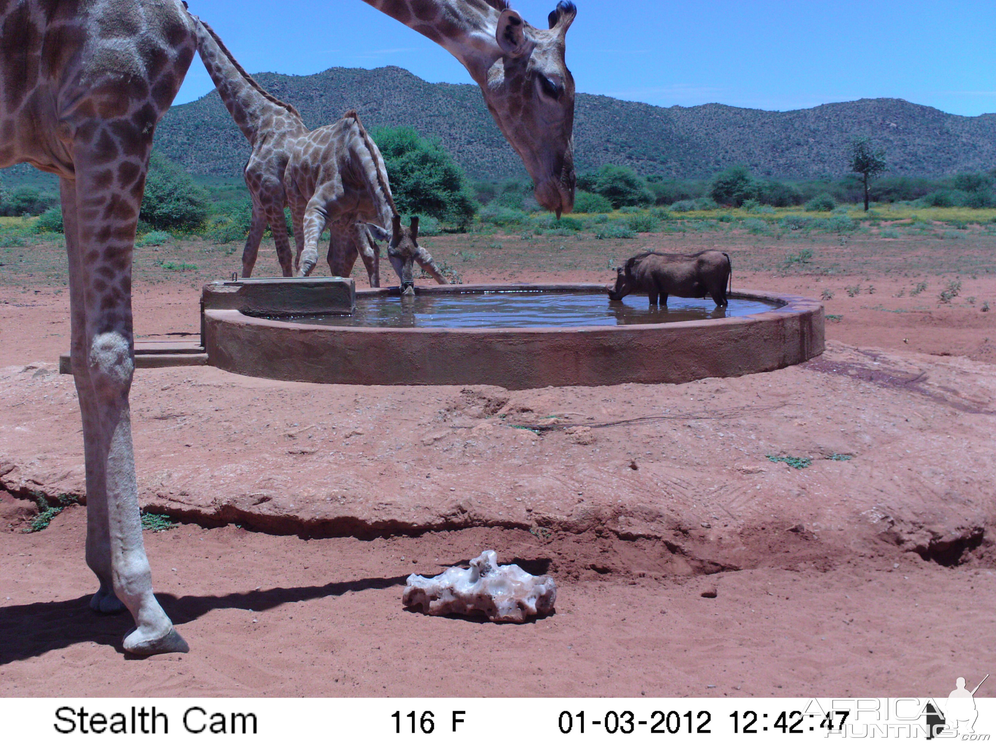 Trail Camera Namibia