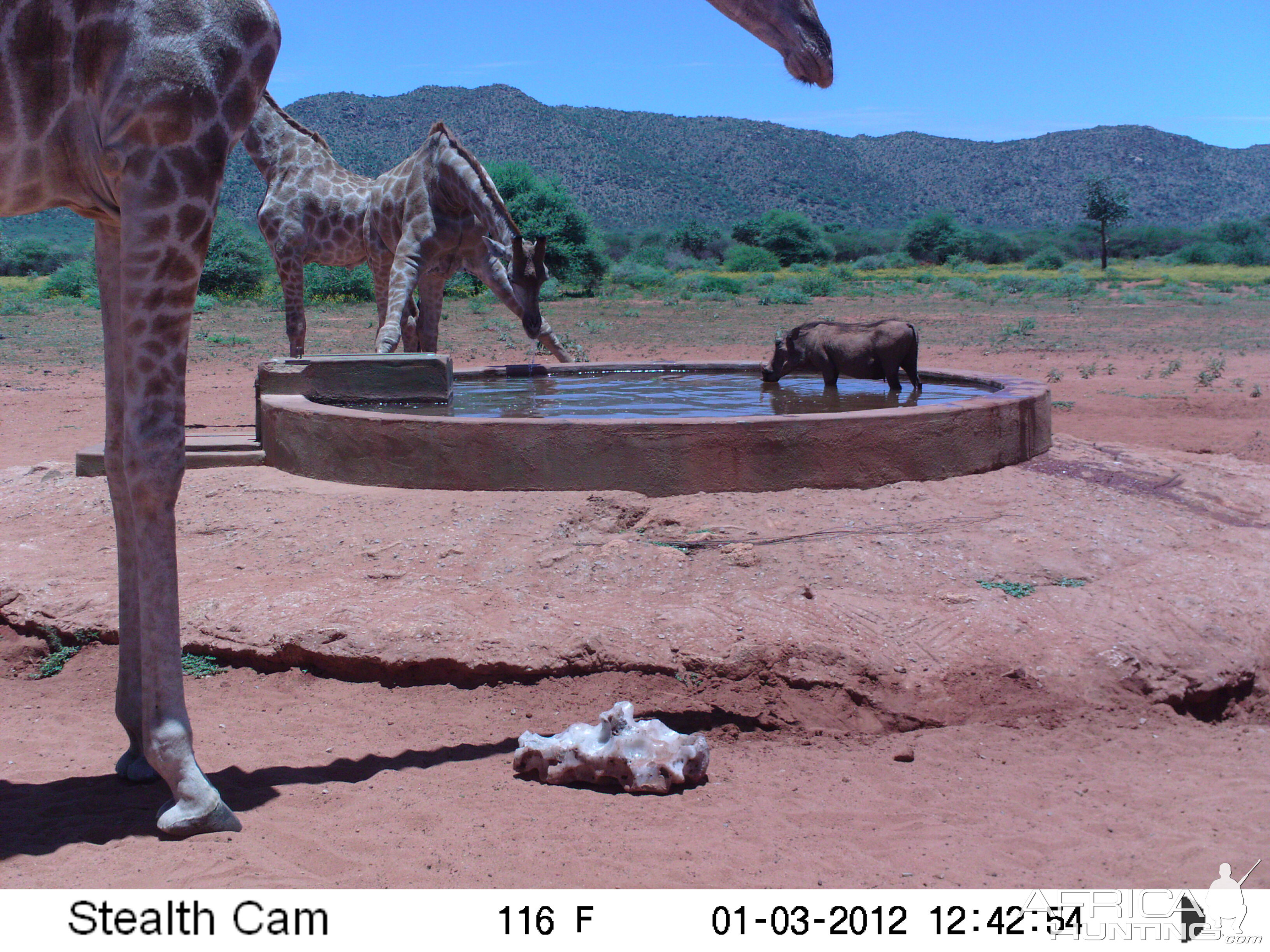 Trail Camera Namibia