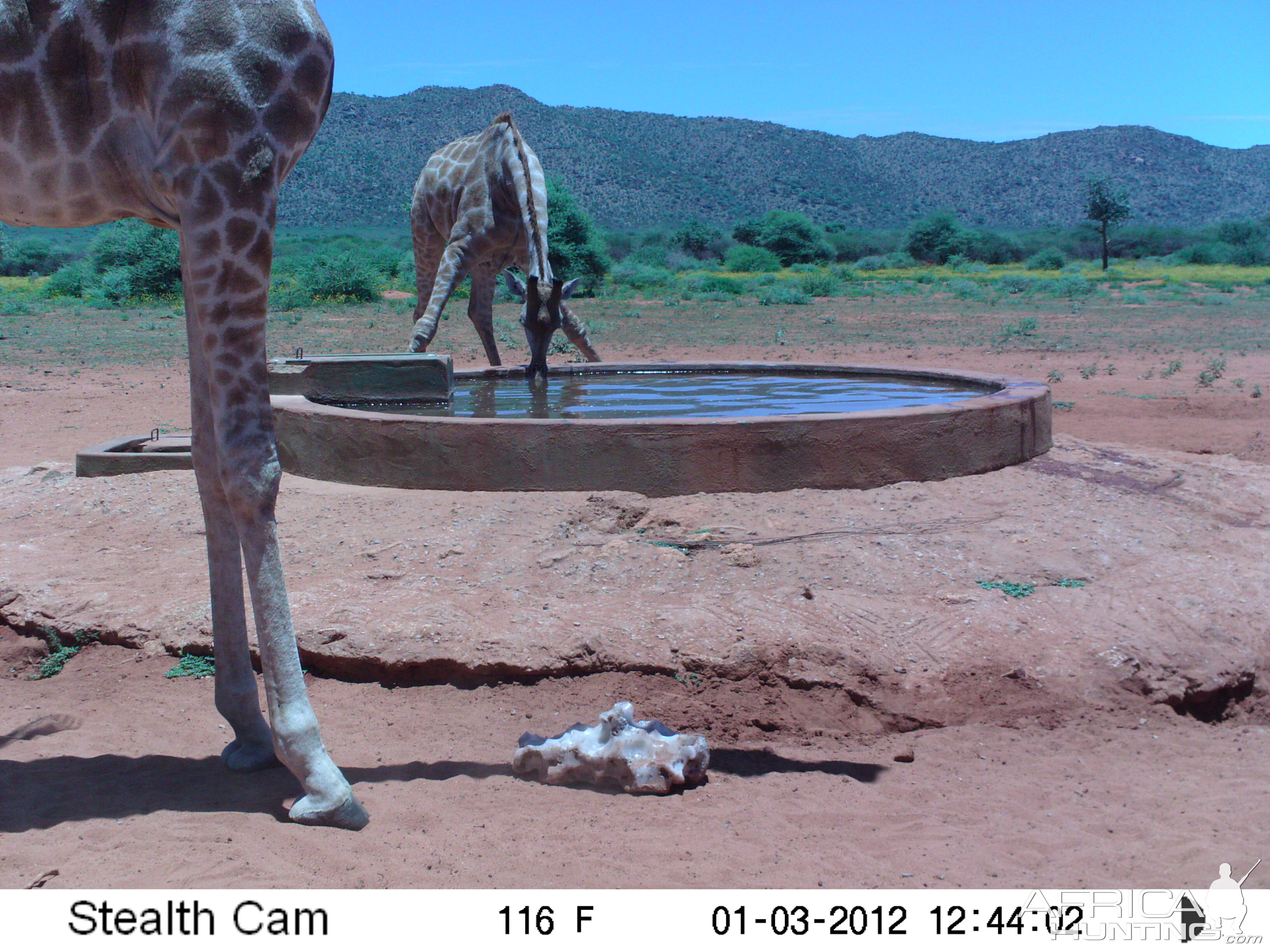 Trail Camera Namibia