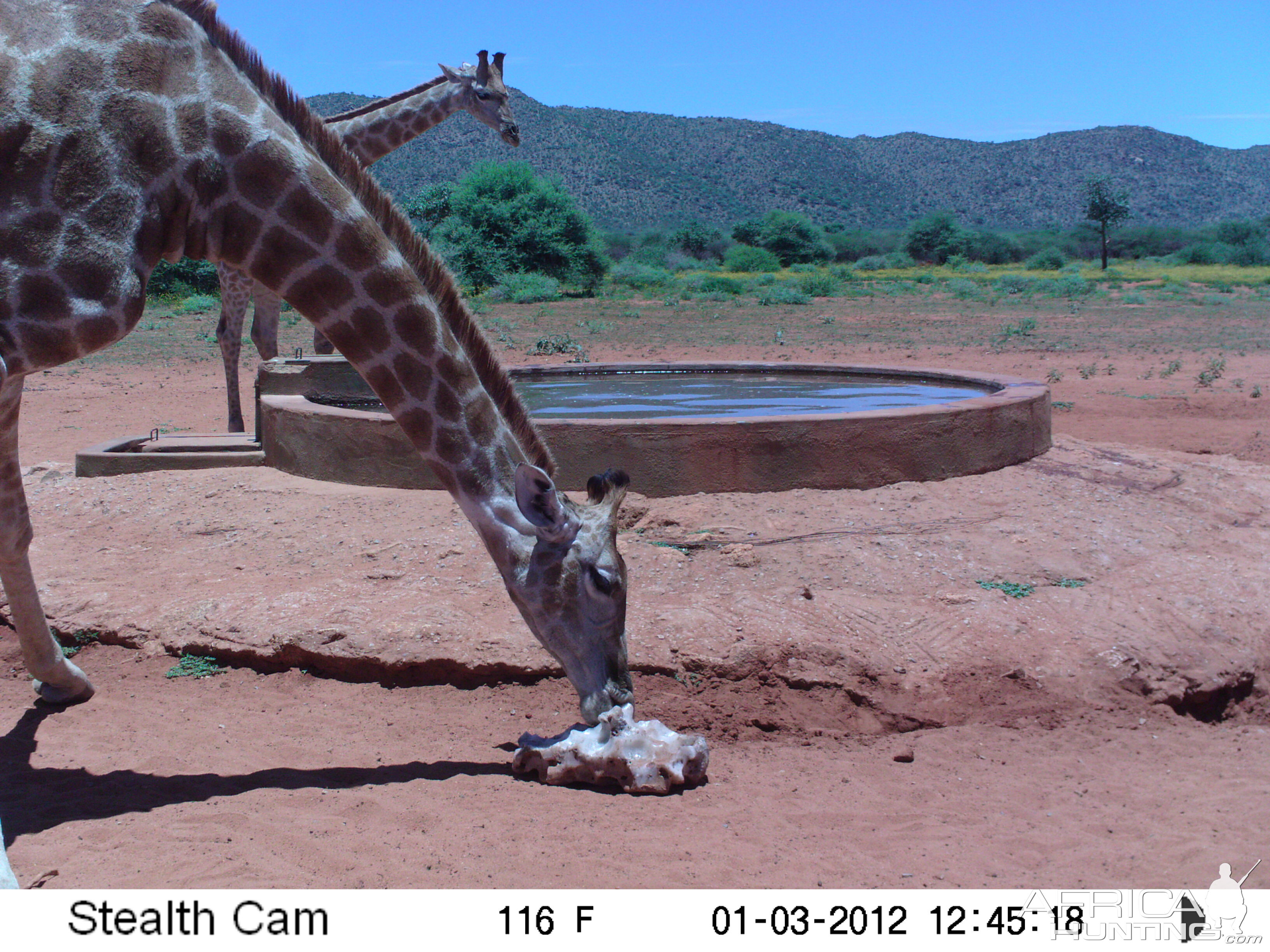 Trail Camera Namibia