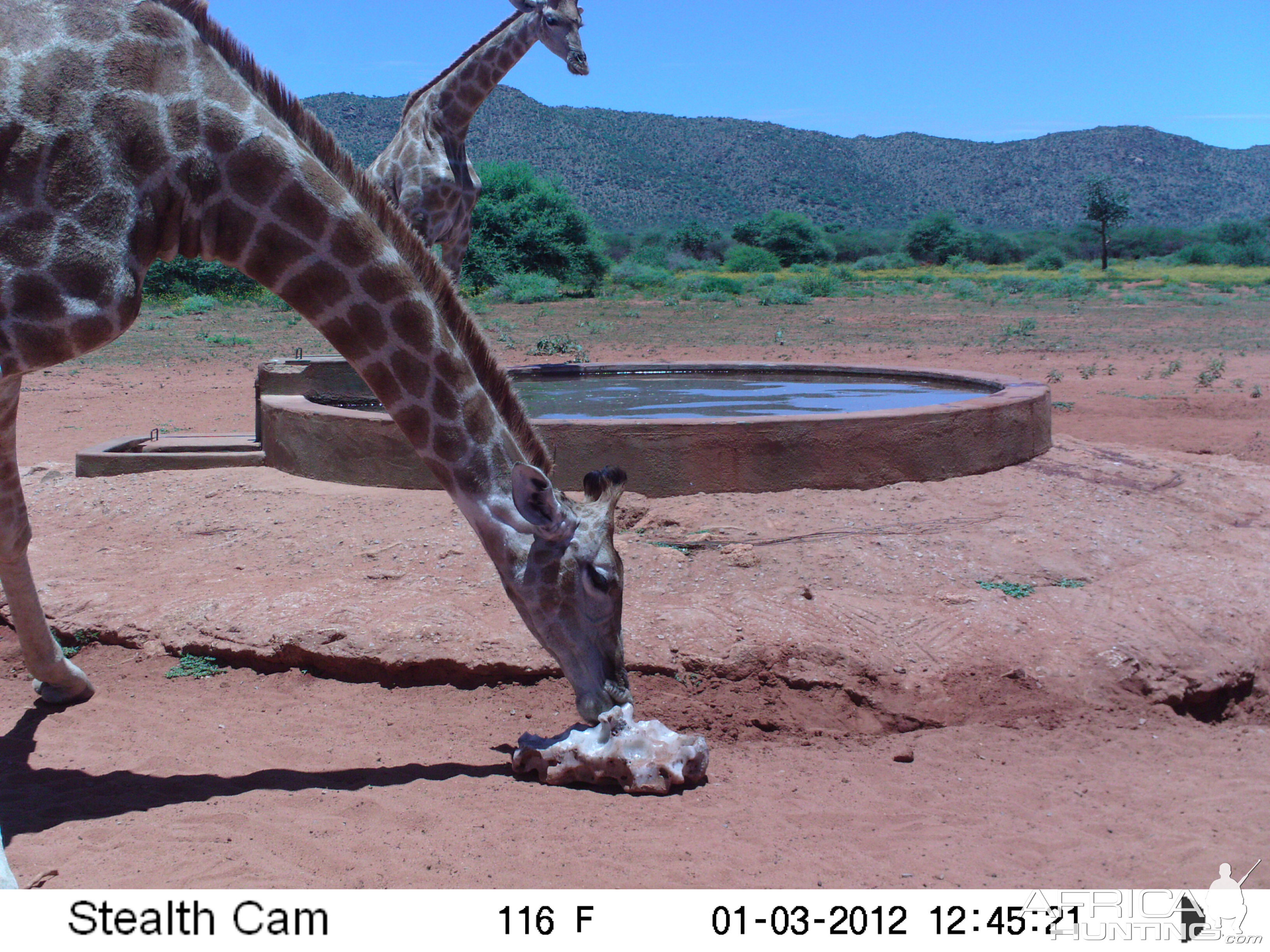 Trail Camera Namibia