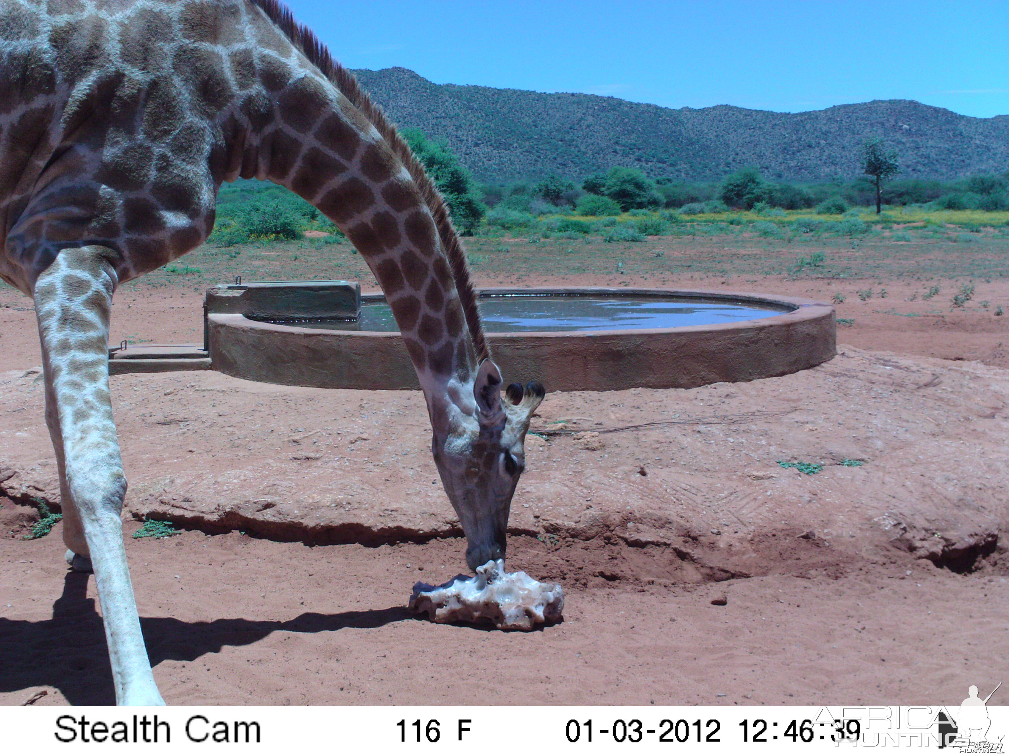 Trail Camera Namibia