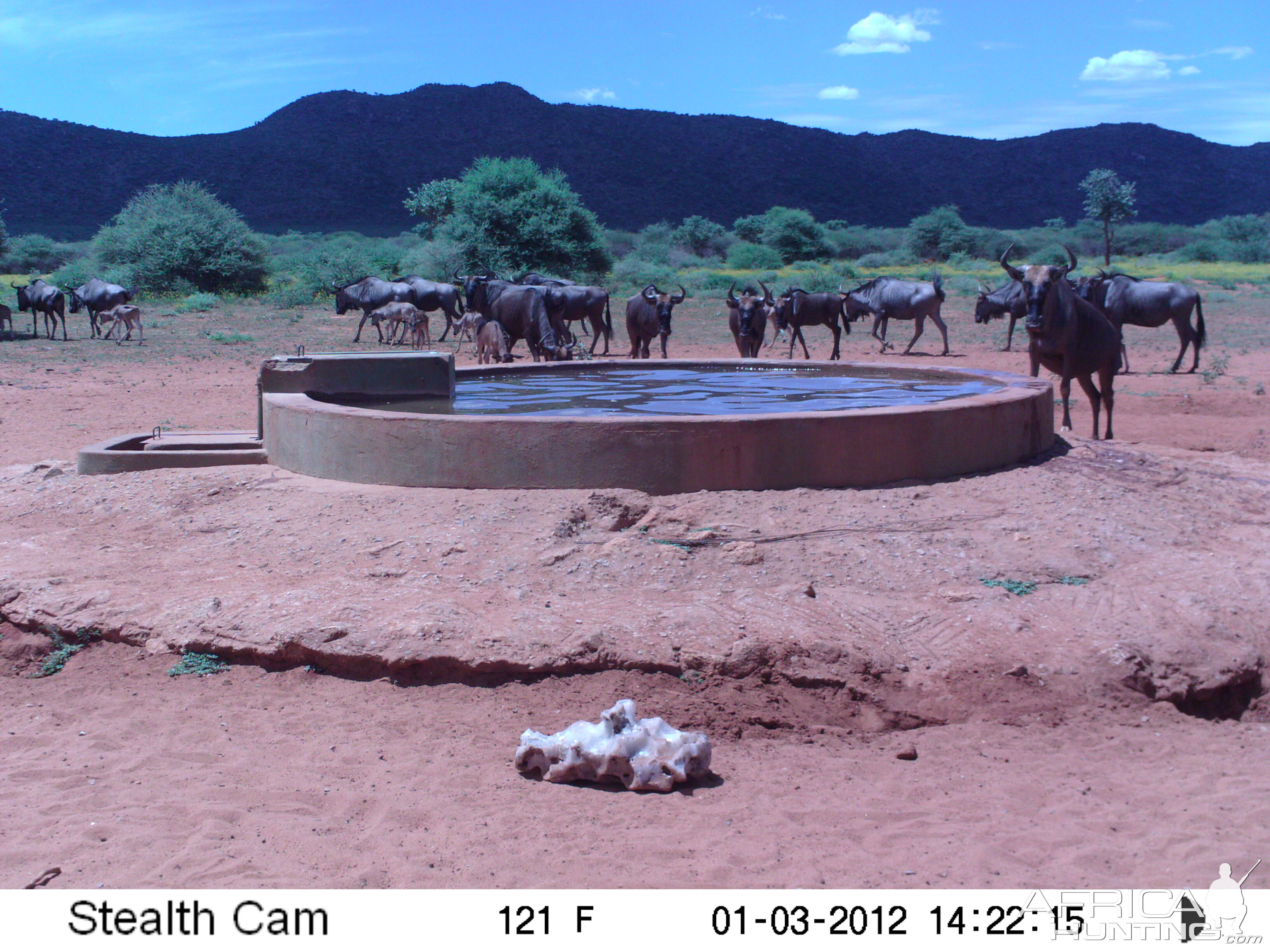 Trail Camera Namibia