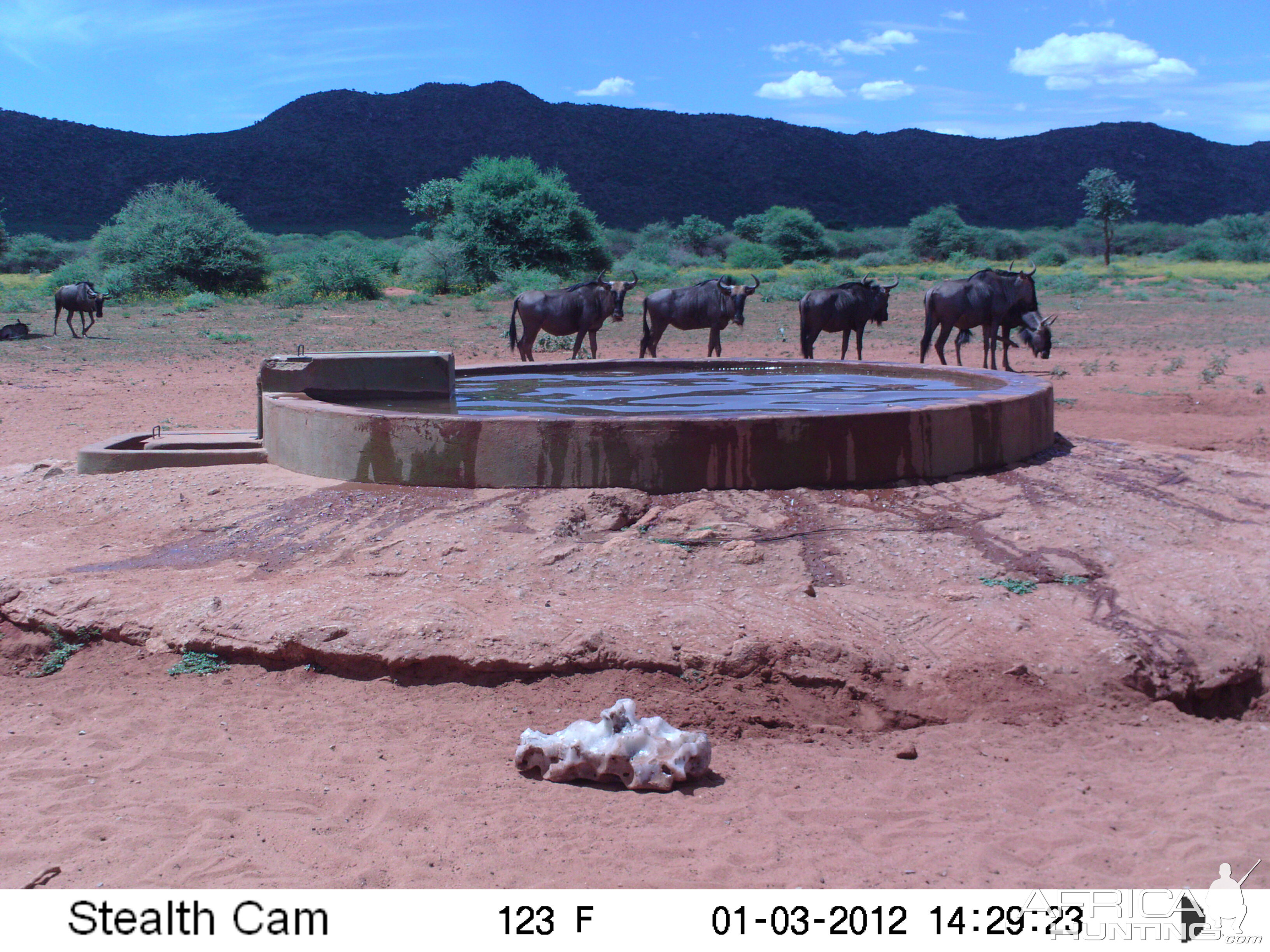 Trail Camera Namibia