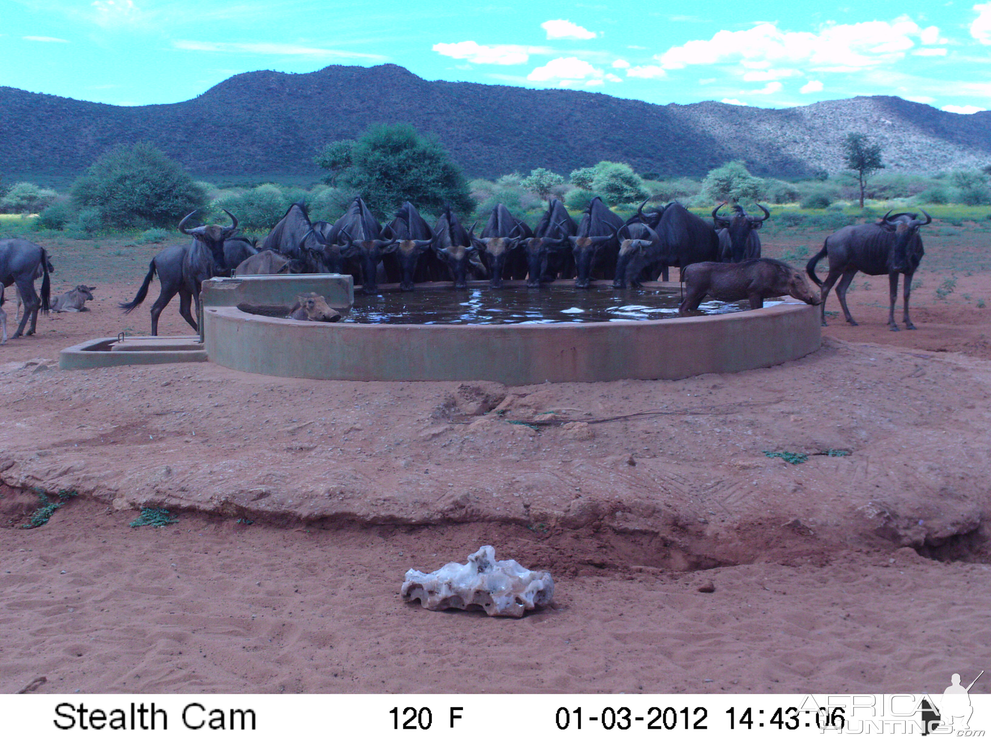 Trail Camera Namibia