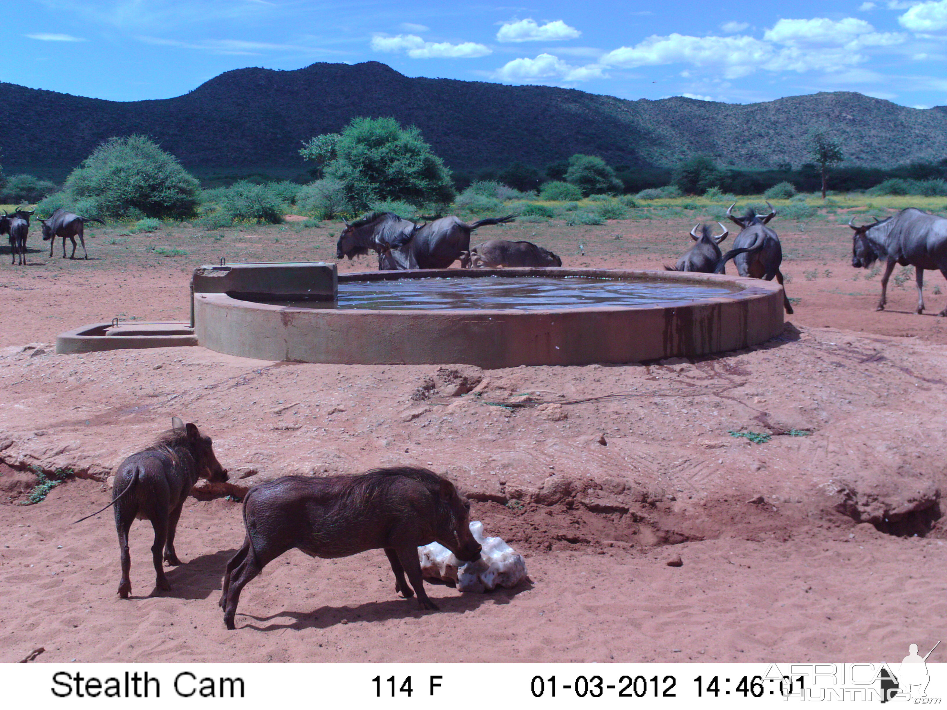 Trail Camera Namibia