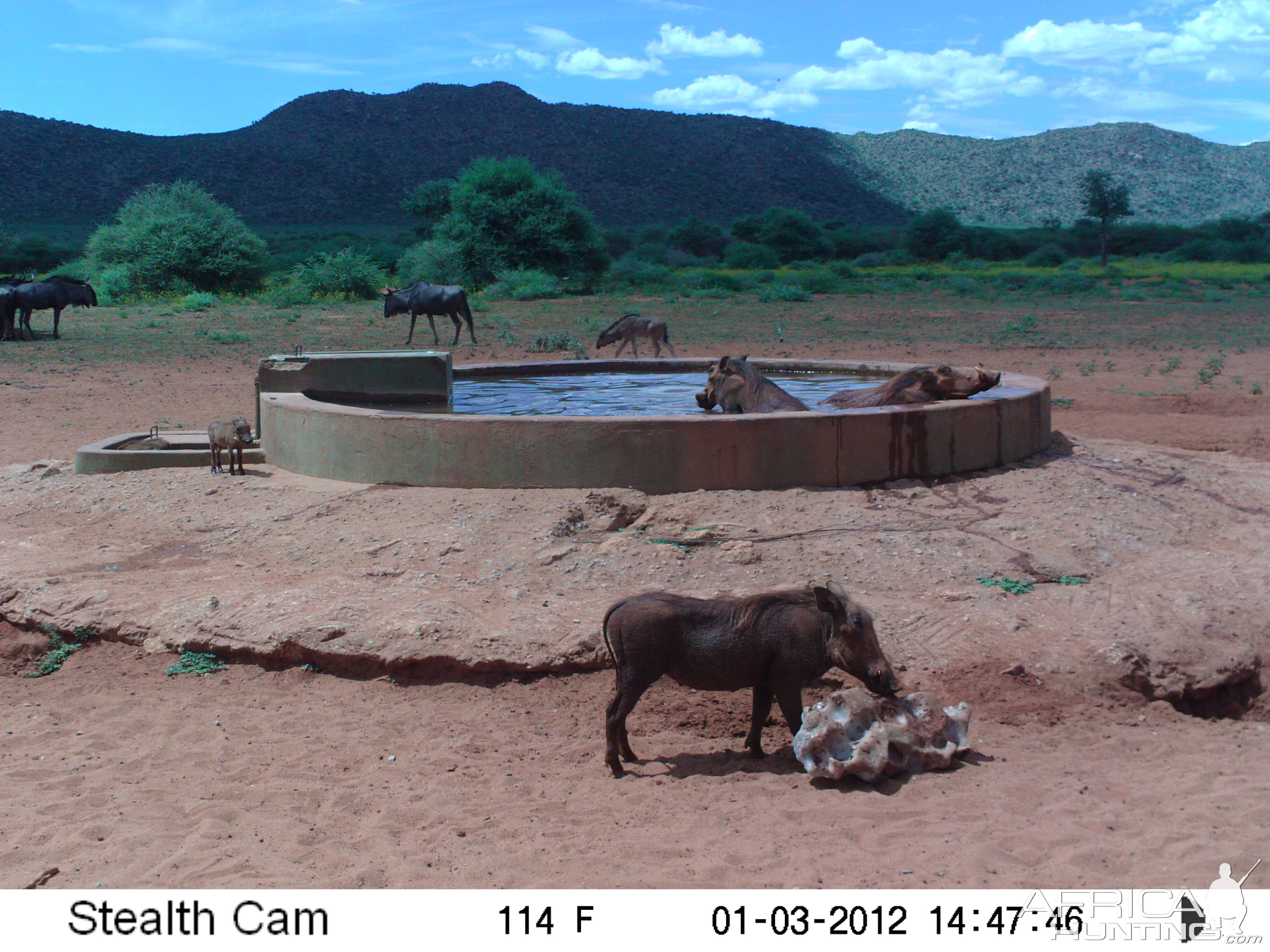 Trail Camera Namibia